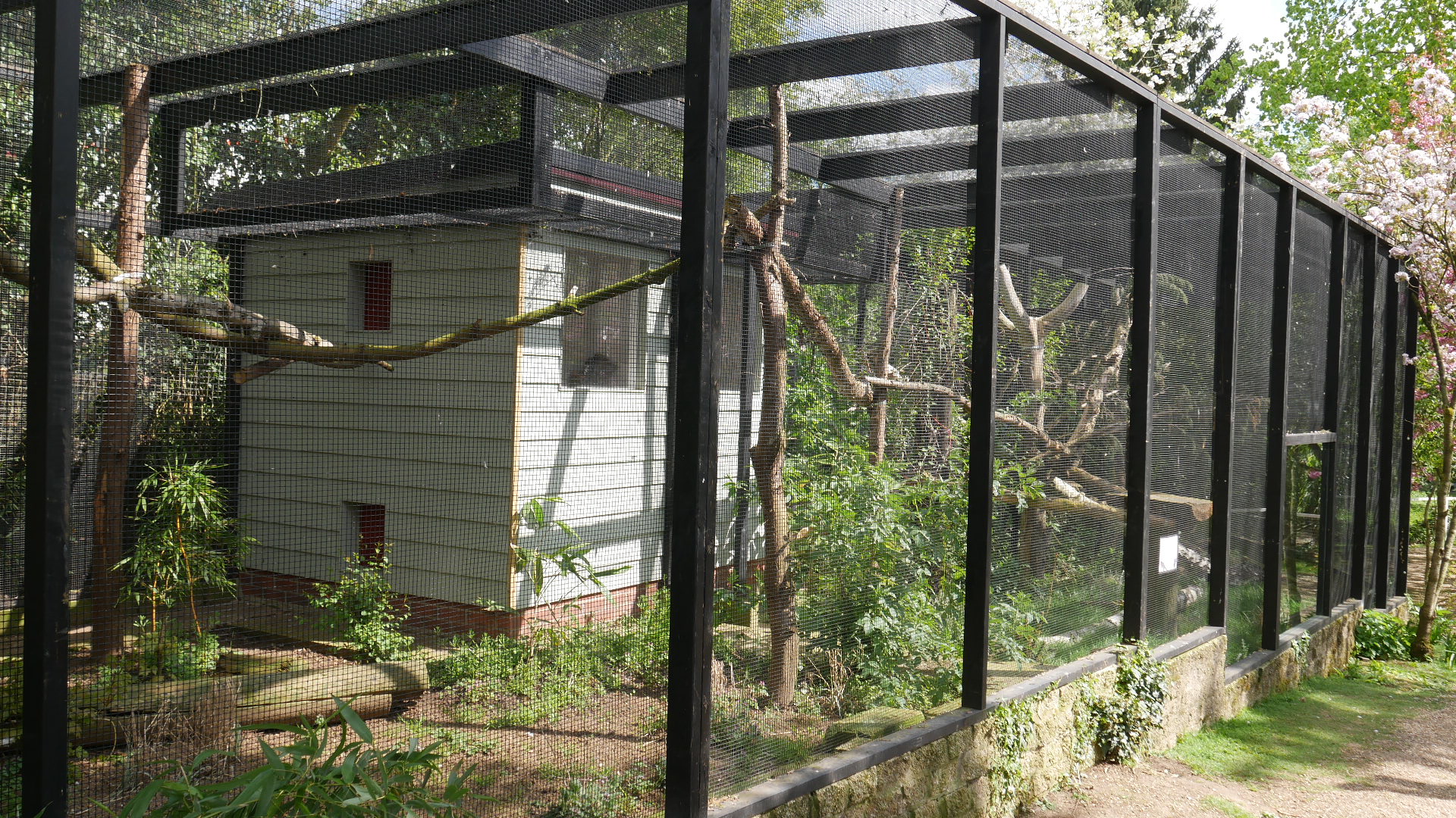 Eastern Quoll Enclosure @ Linton Zoo