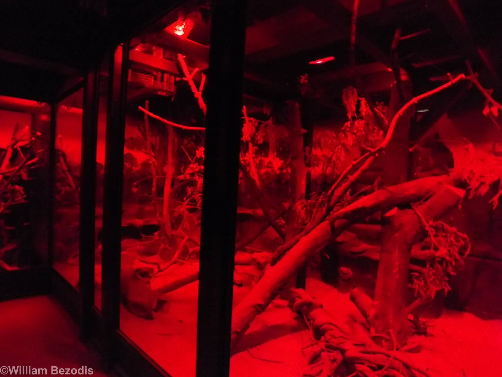 Eastern Quoll Enclosure