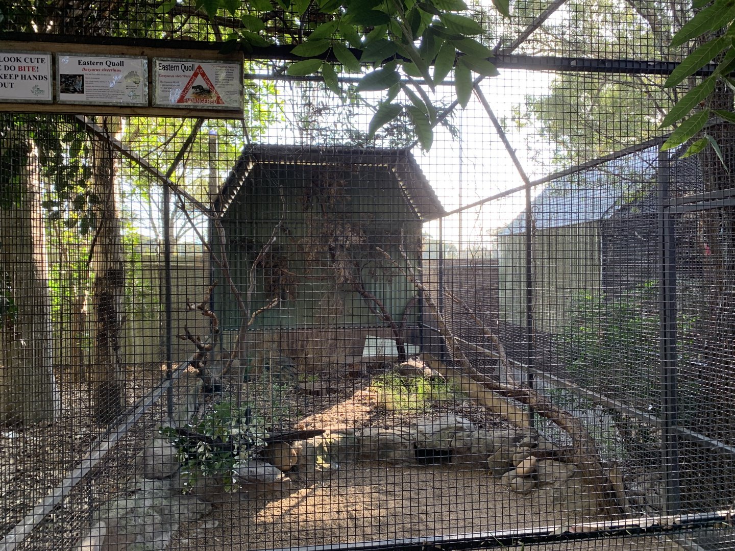 Eastern Quoll Enclosure