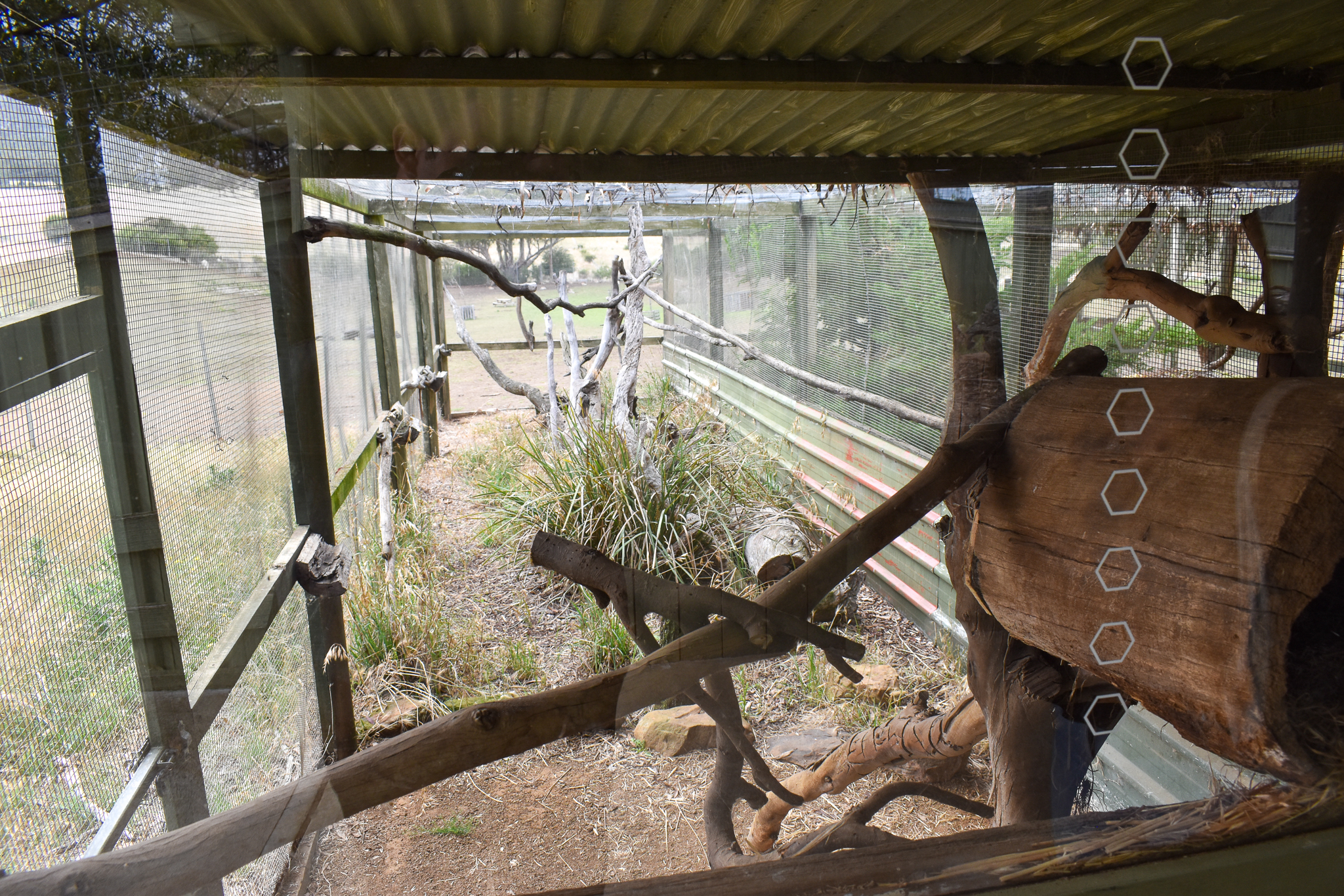 Eastern Quoll enclosure