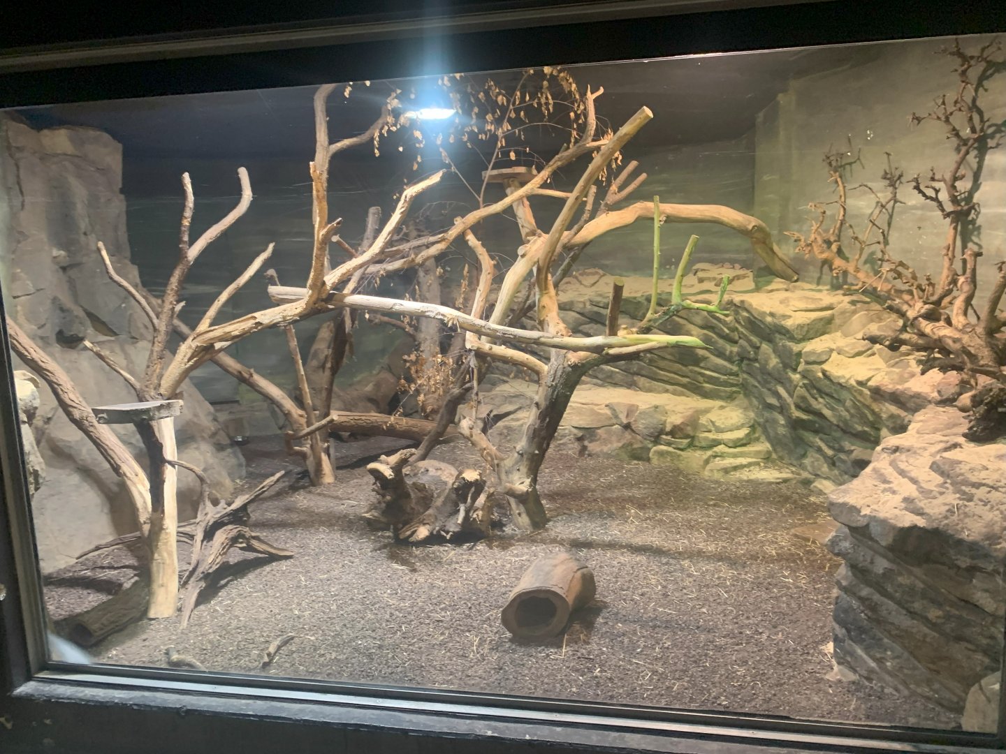 Eastern Quoll enclosure