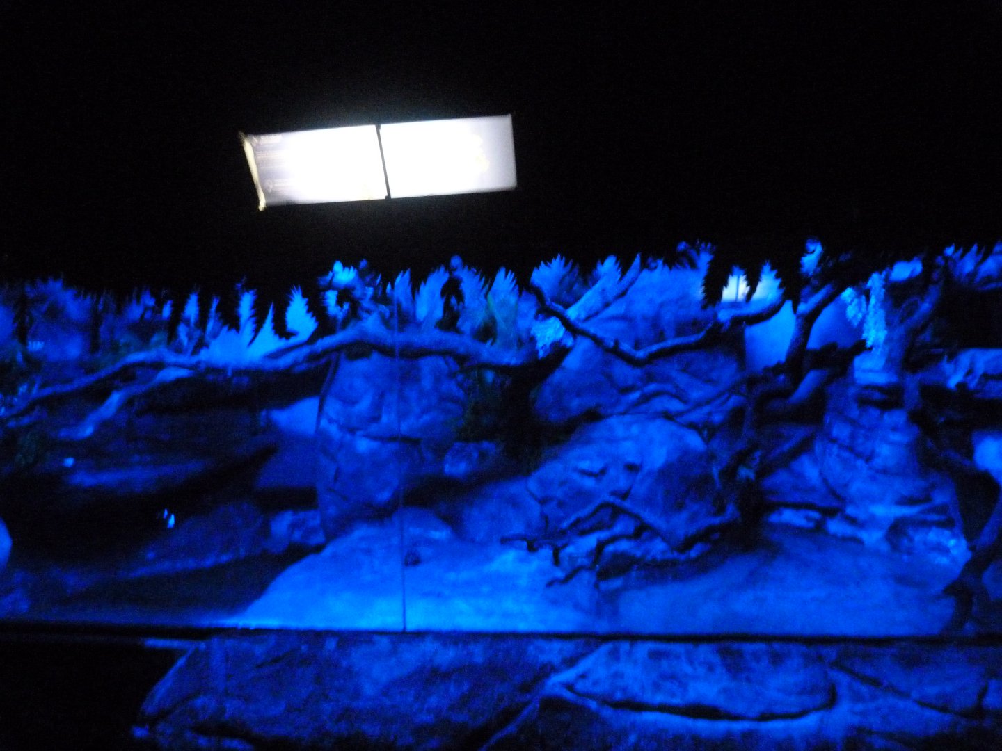 Eastern quoll exhibit -Faunia (2025)