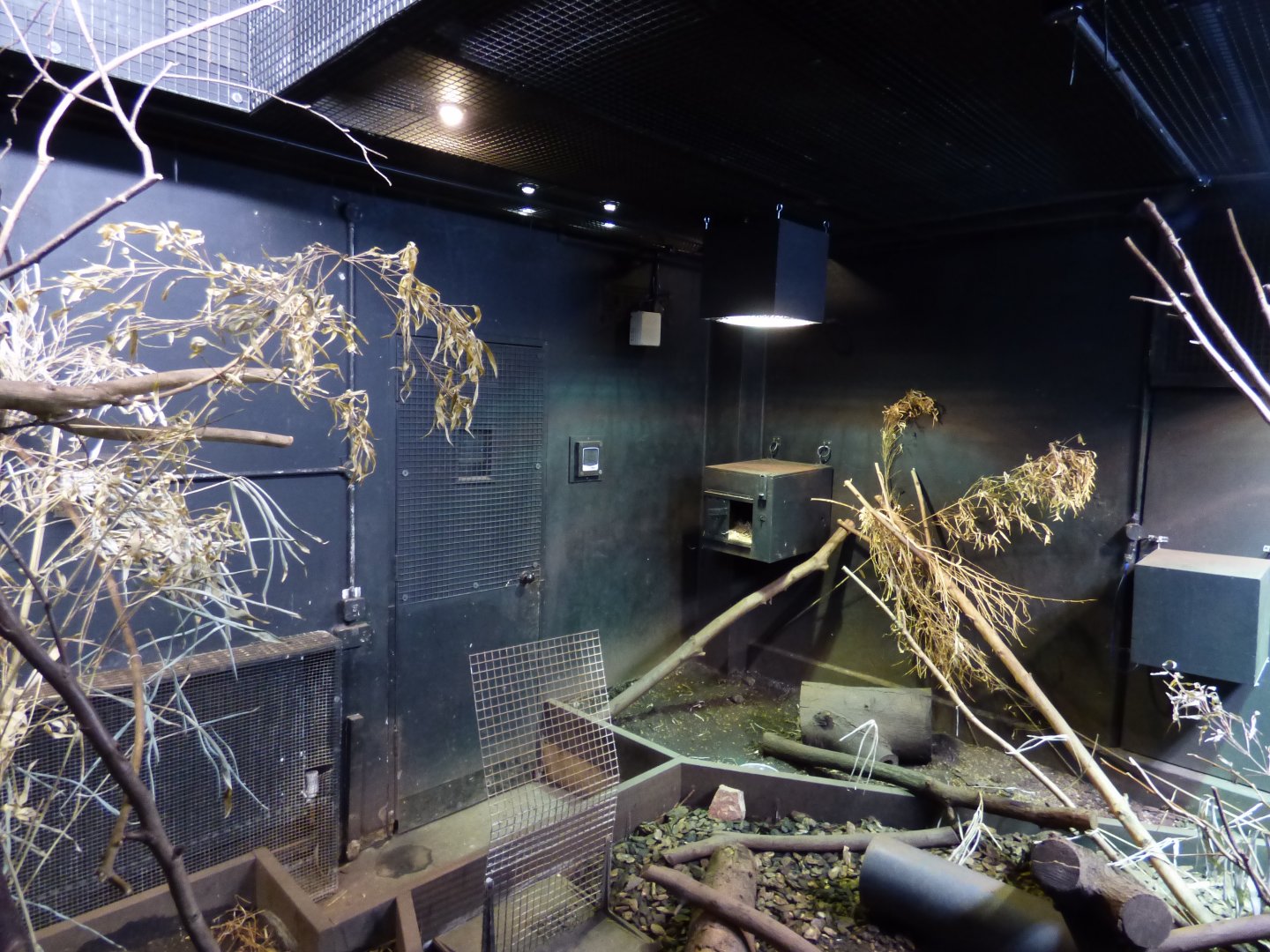 Eastern Quoll Exhibit