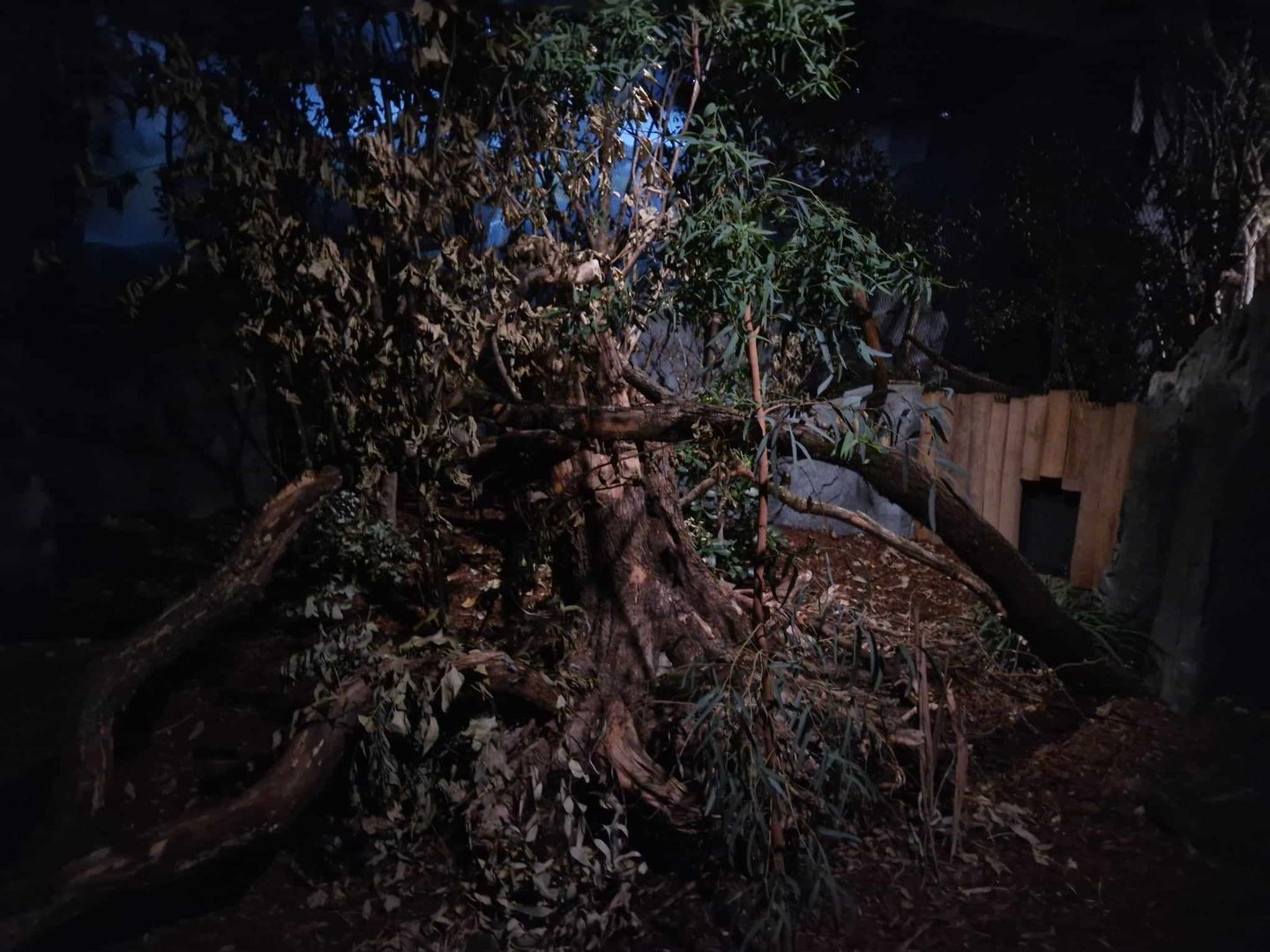 Eastern Quoll exhibit