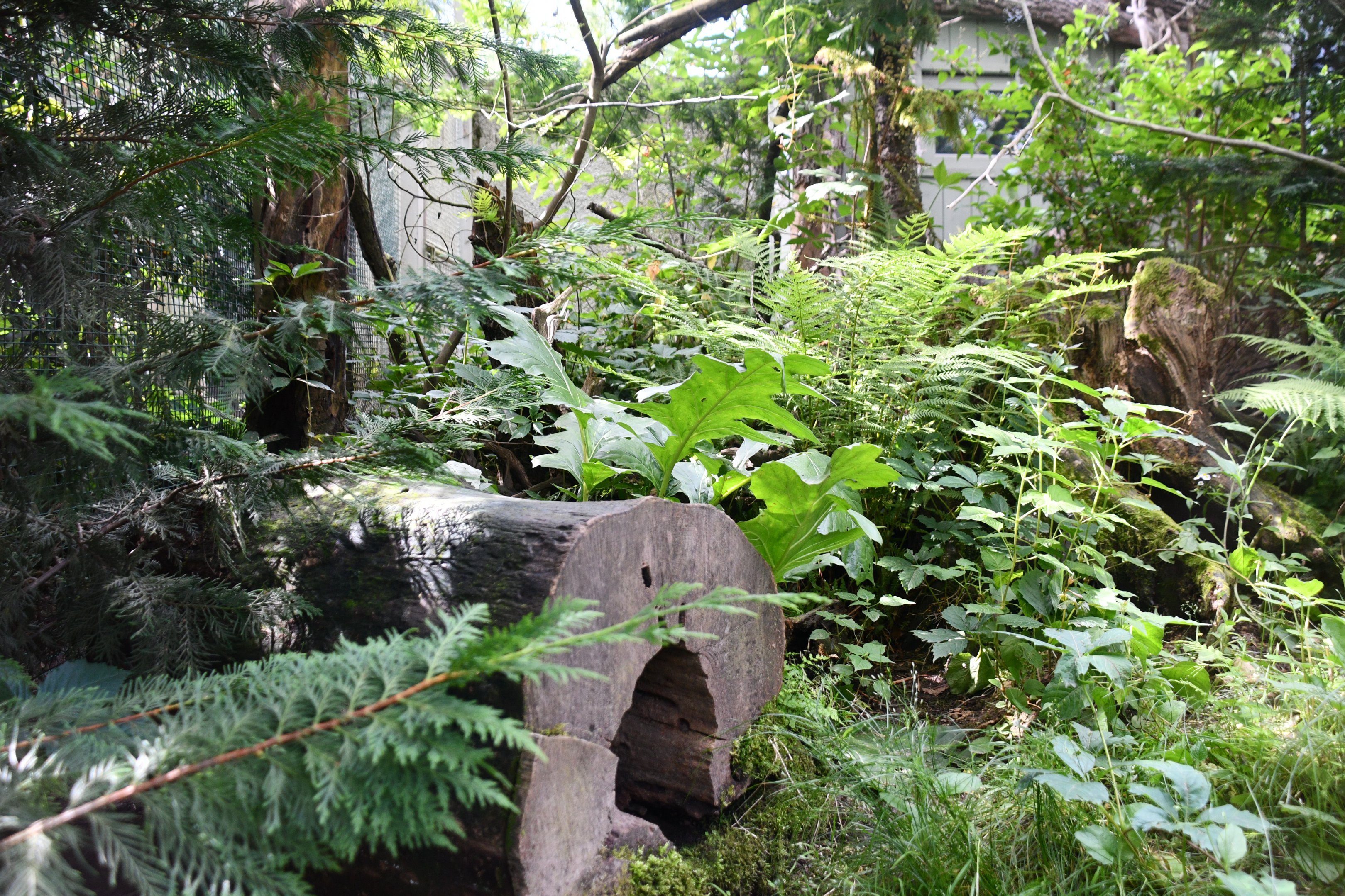 Eastern Quoll exhibit