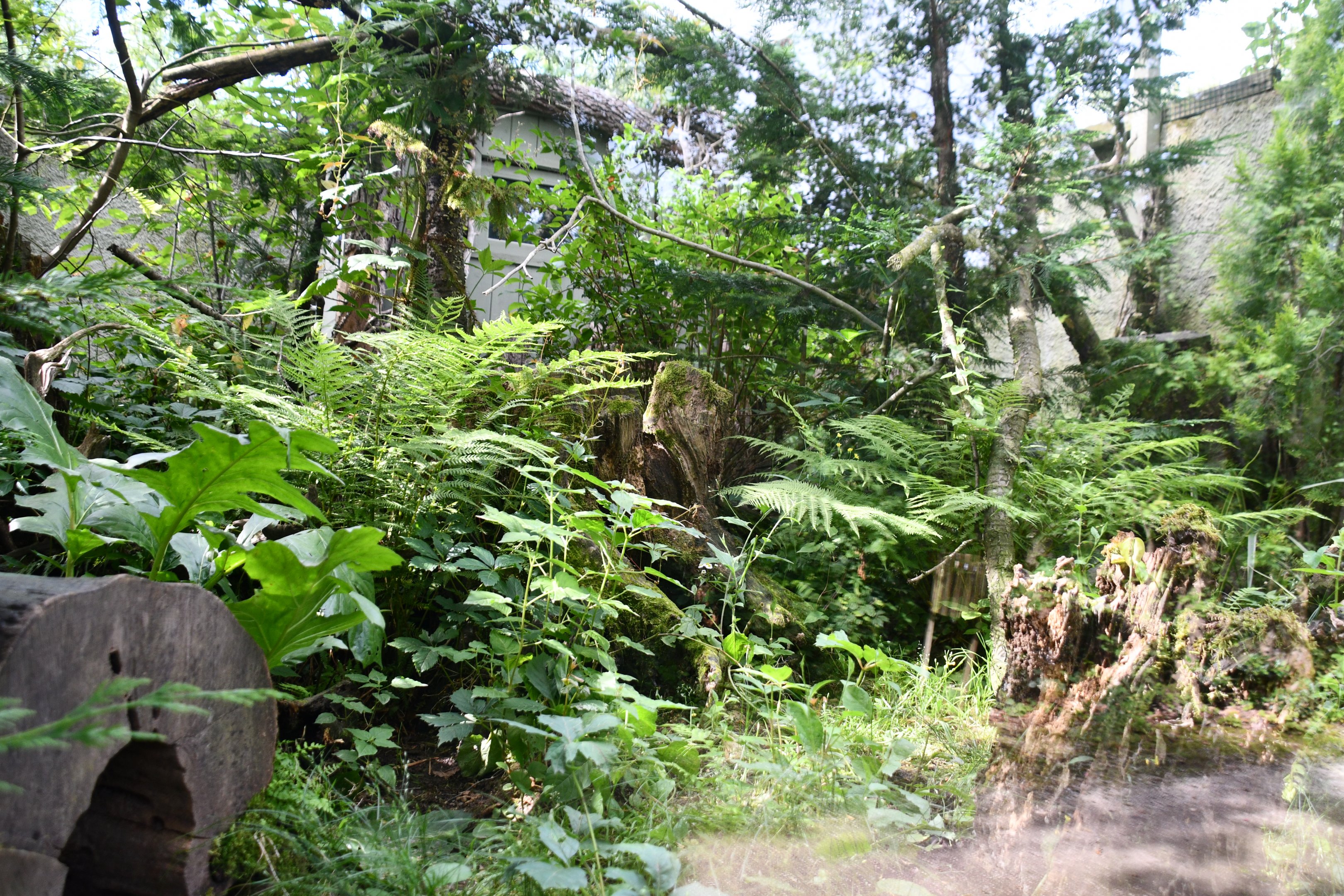 Eastern Quoll exhibit