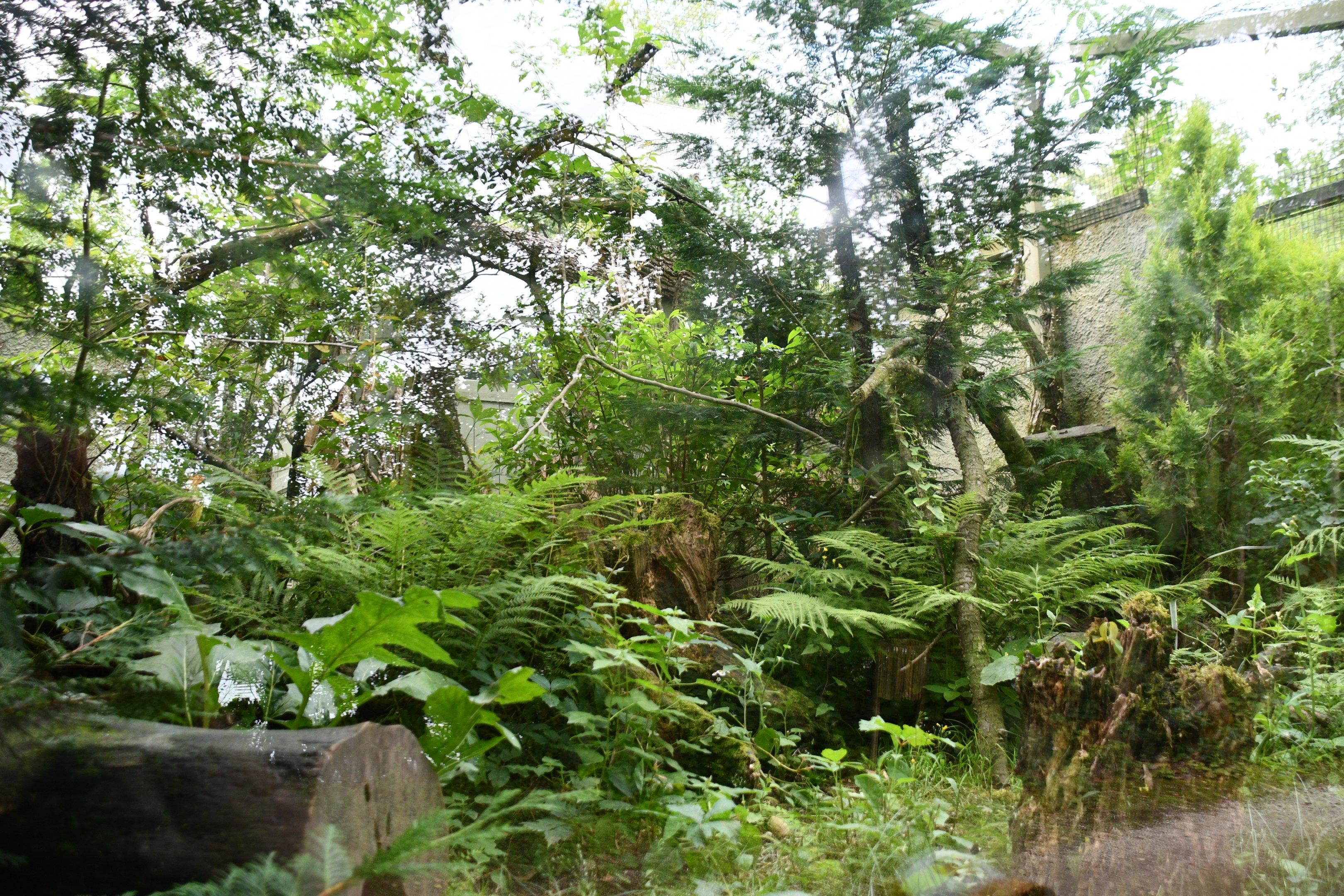 Eastern Quoll exhibit