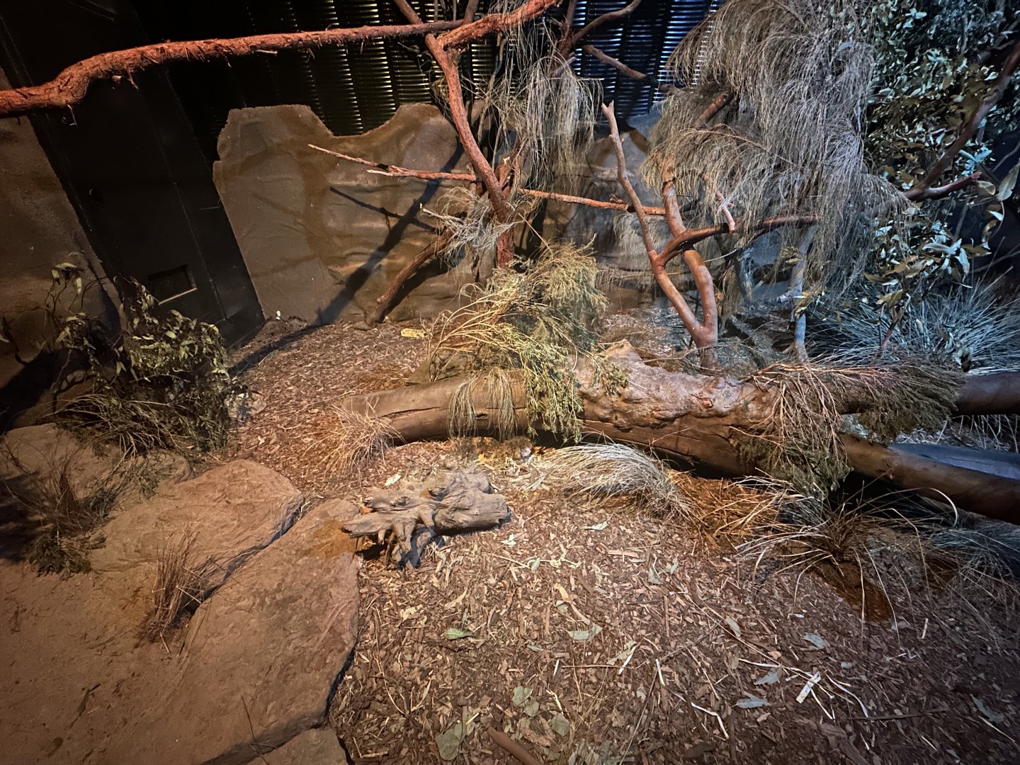 Eastern Quoll Exhibit