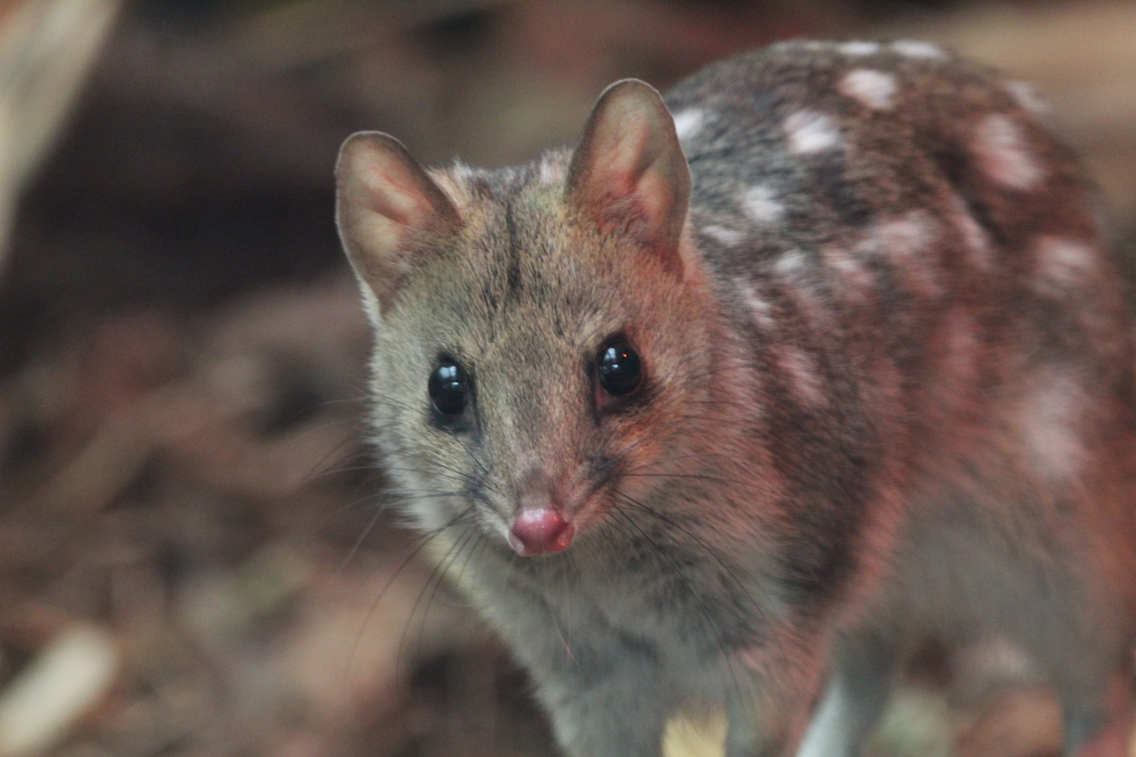 Eastern Quoll- February 2023