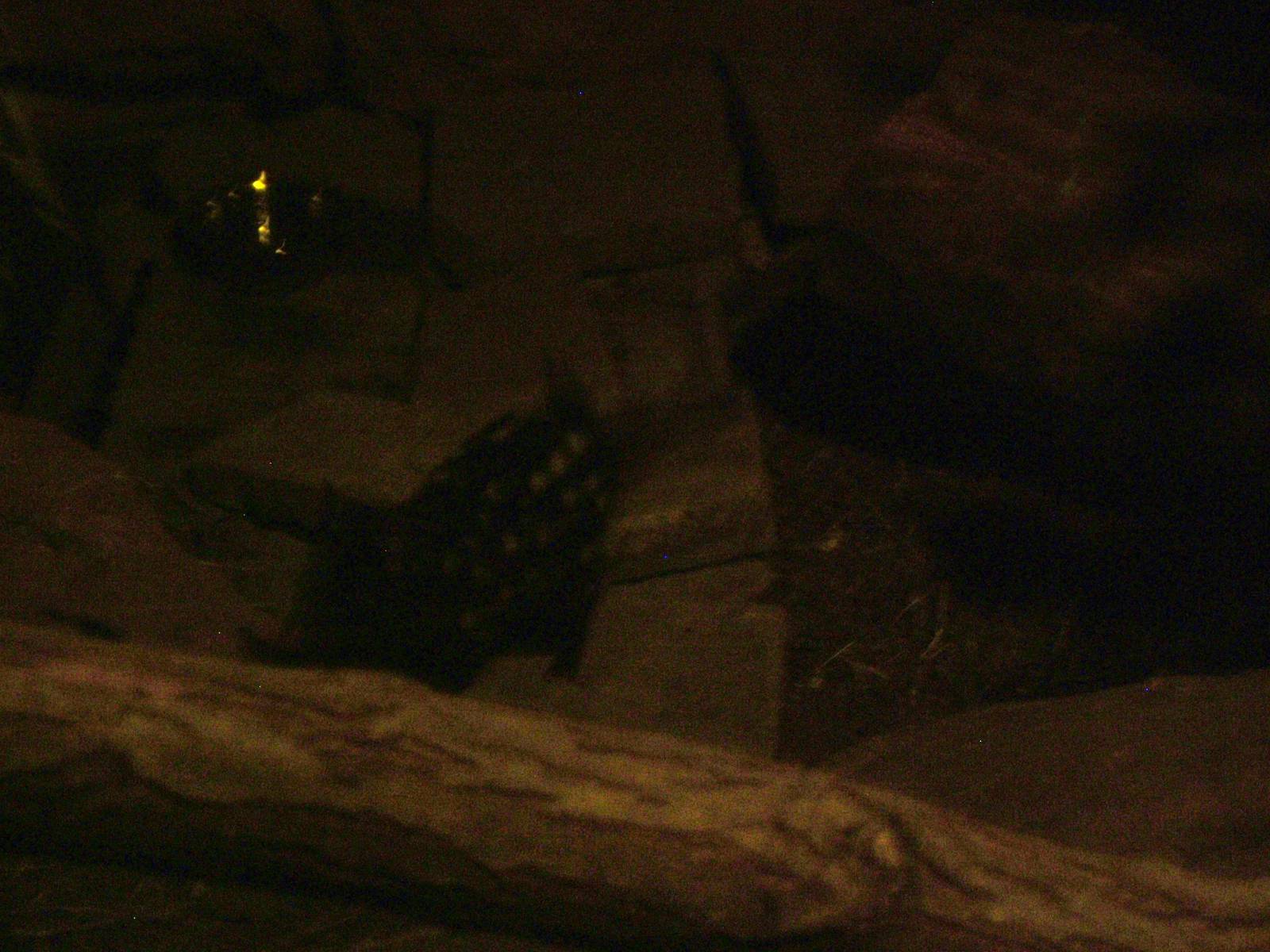 Eastern Quoll - Gondwanaland, Leipzig, 02/09/11