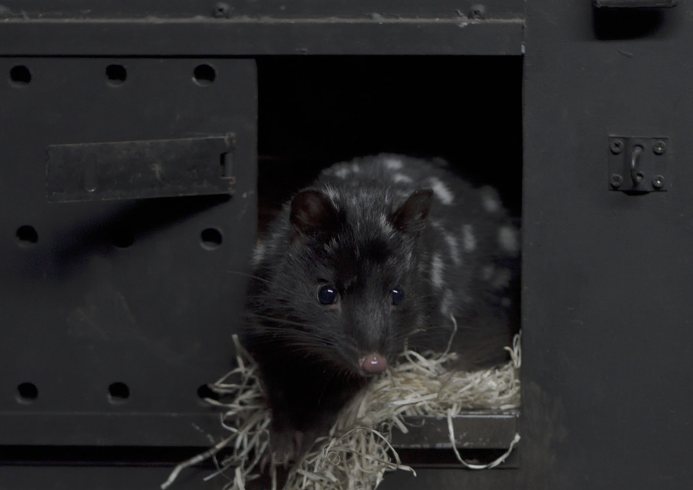 Eastern quoll in nestbox