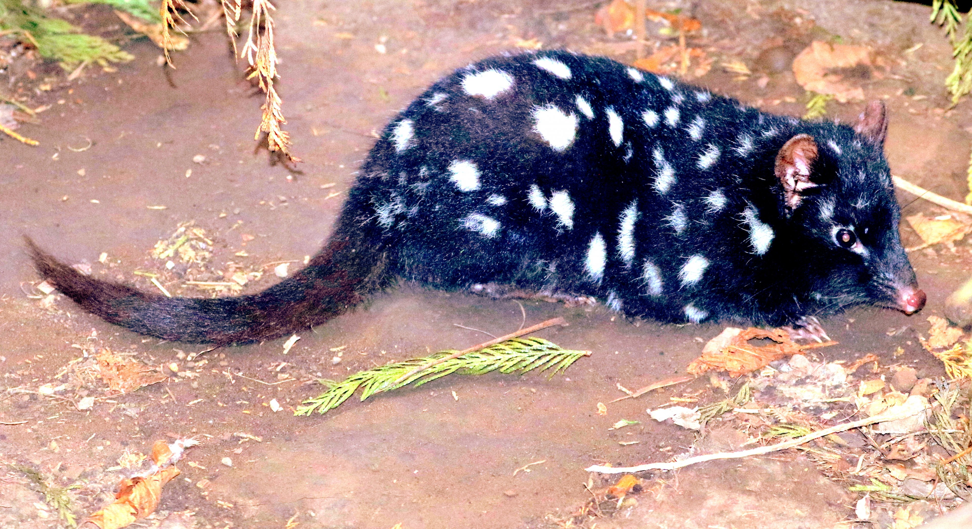 Eastern quoll; Linton; 14th July 2018