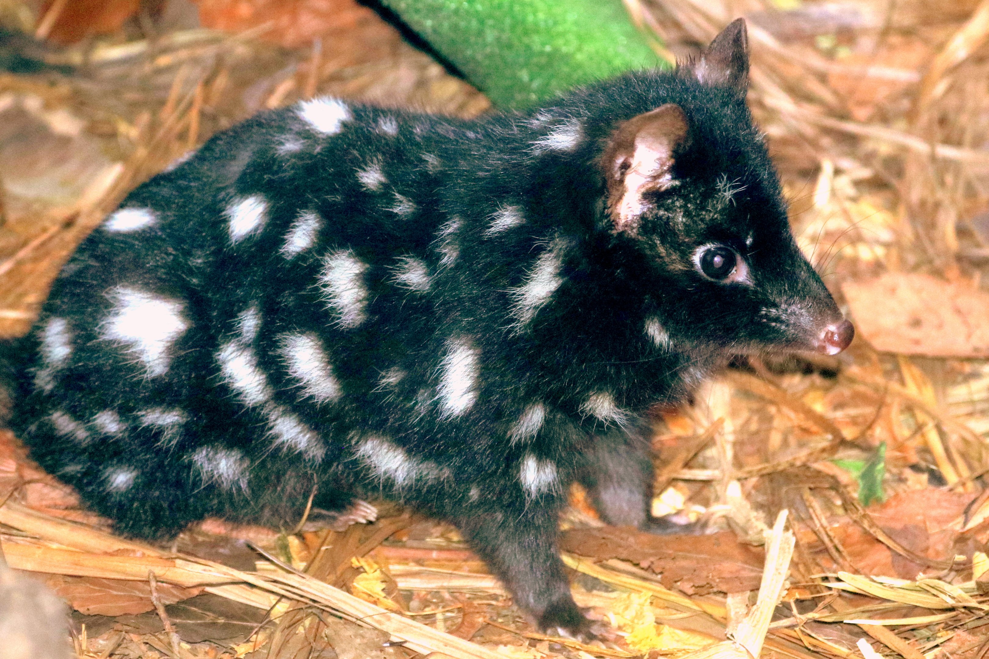 Eastern quoll; Linton; 15th September 2019