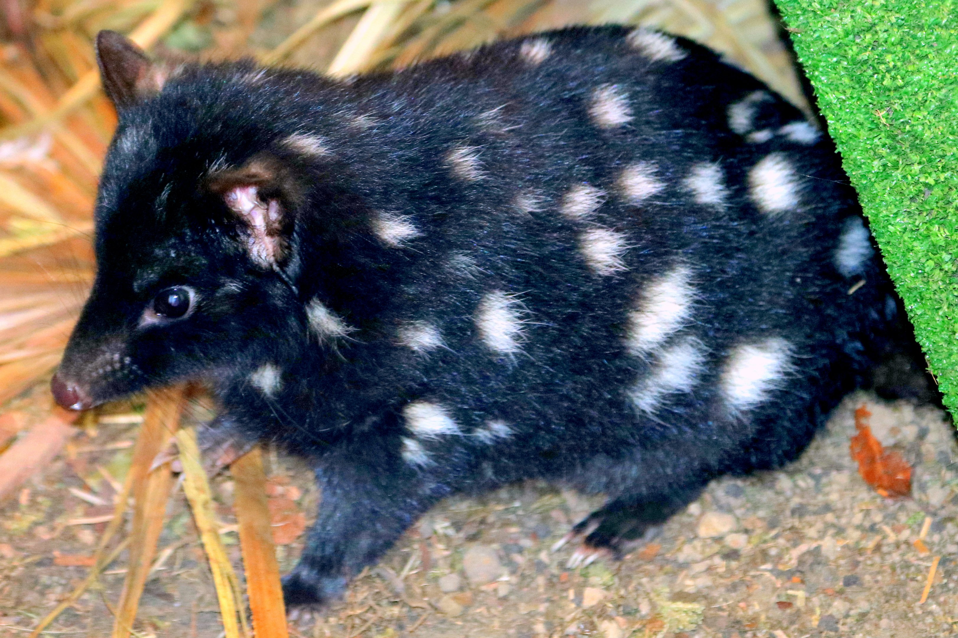 Eastern quoll; Linton; 24th March 2018
