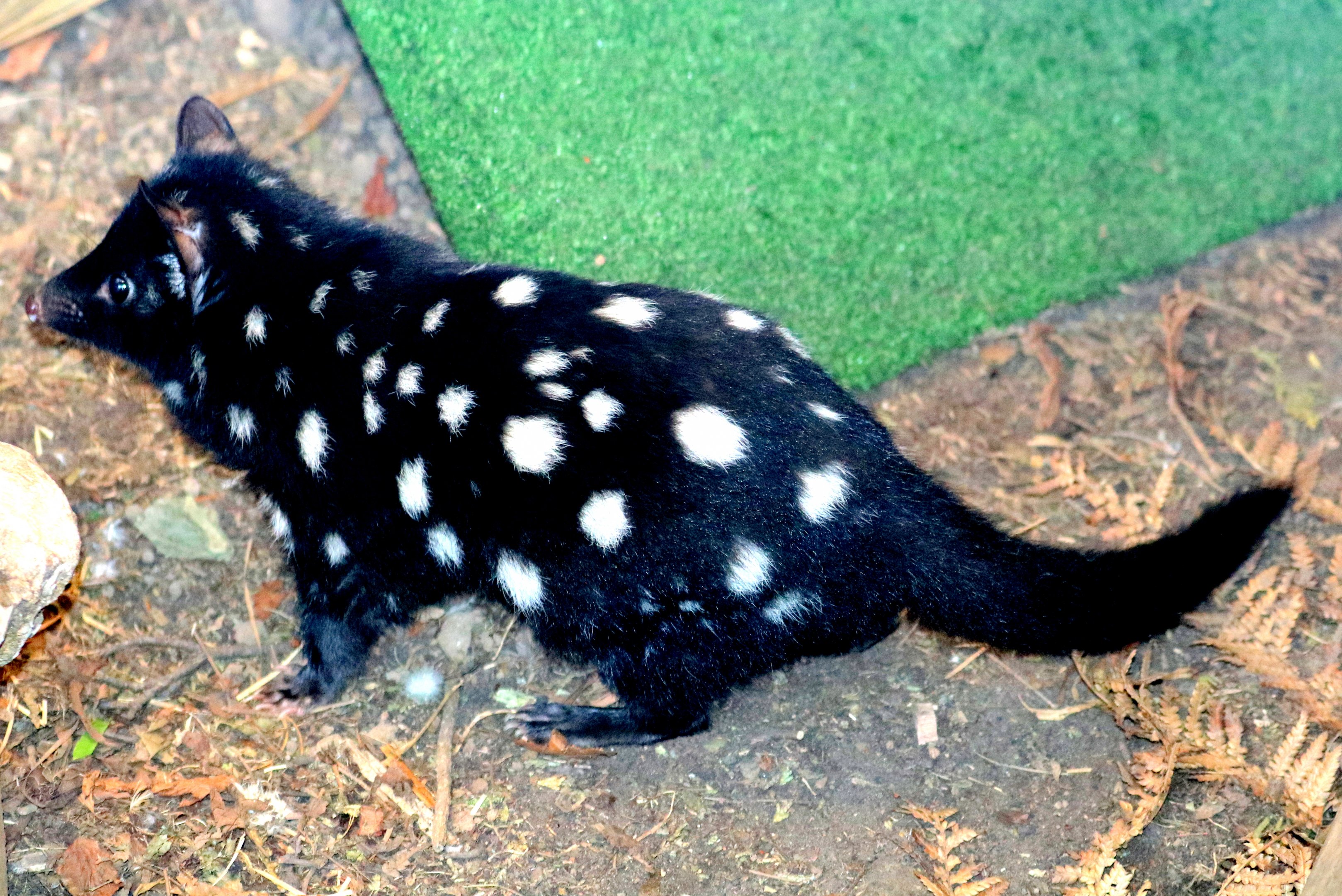 Eastern quoll; Linton; 24th March 2018