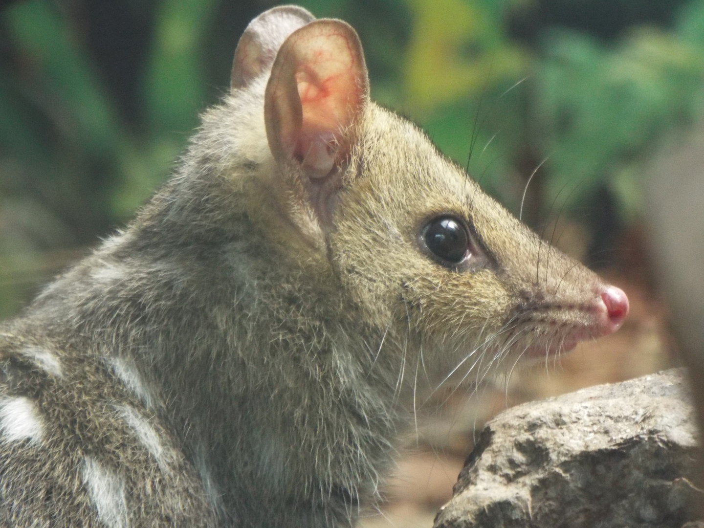 Eastern quoll, Linton Zoo