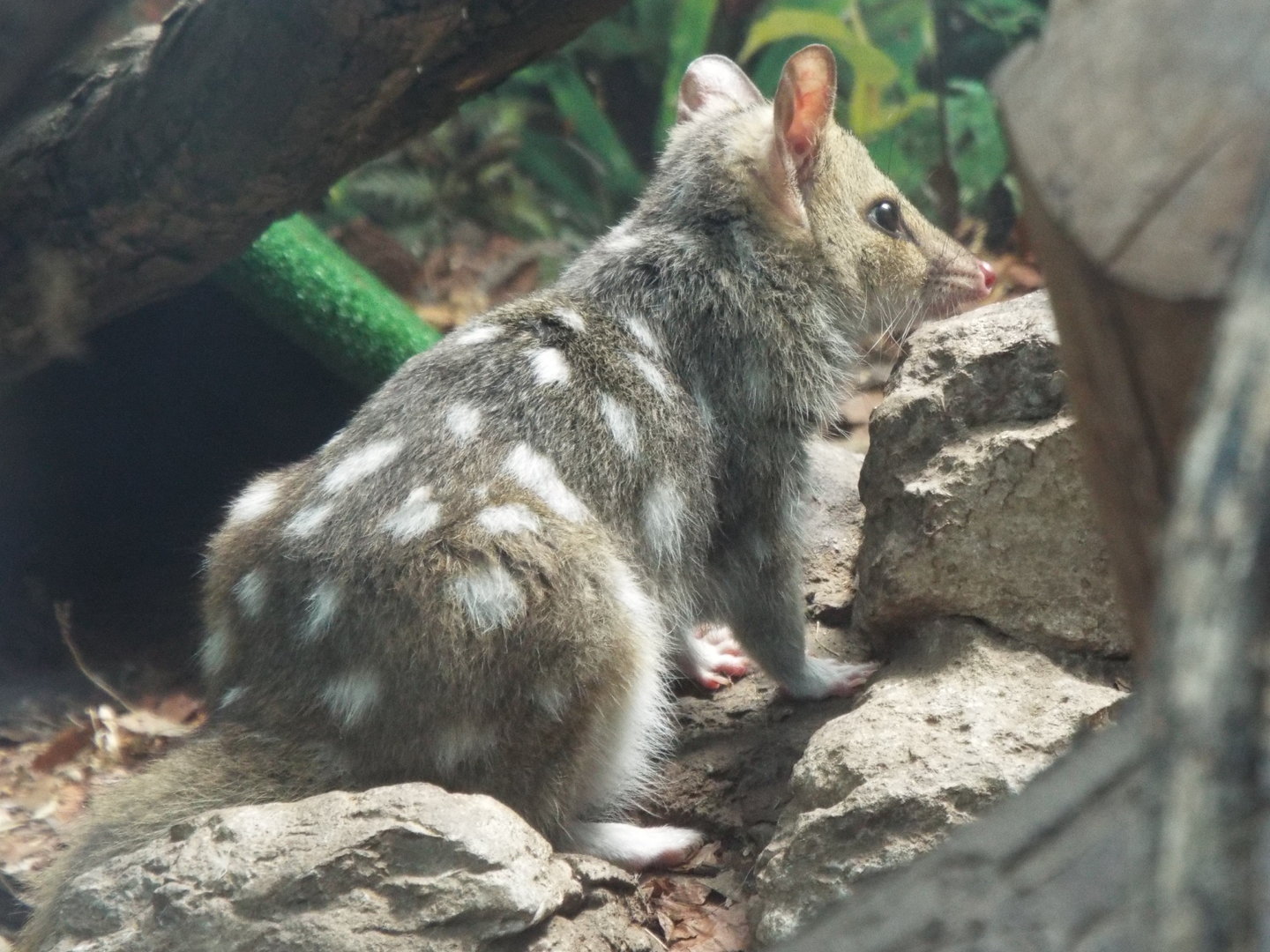 Eastern quoll, Linton Zoo