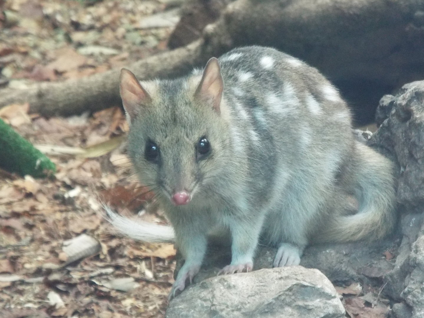 Eastern quoll, Linton Zoo