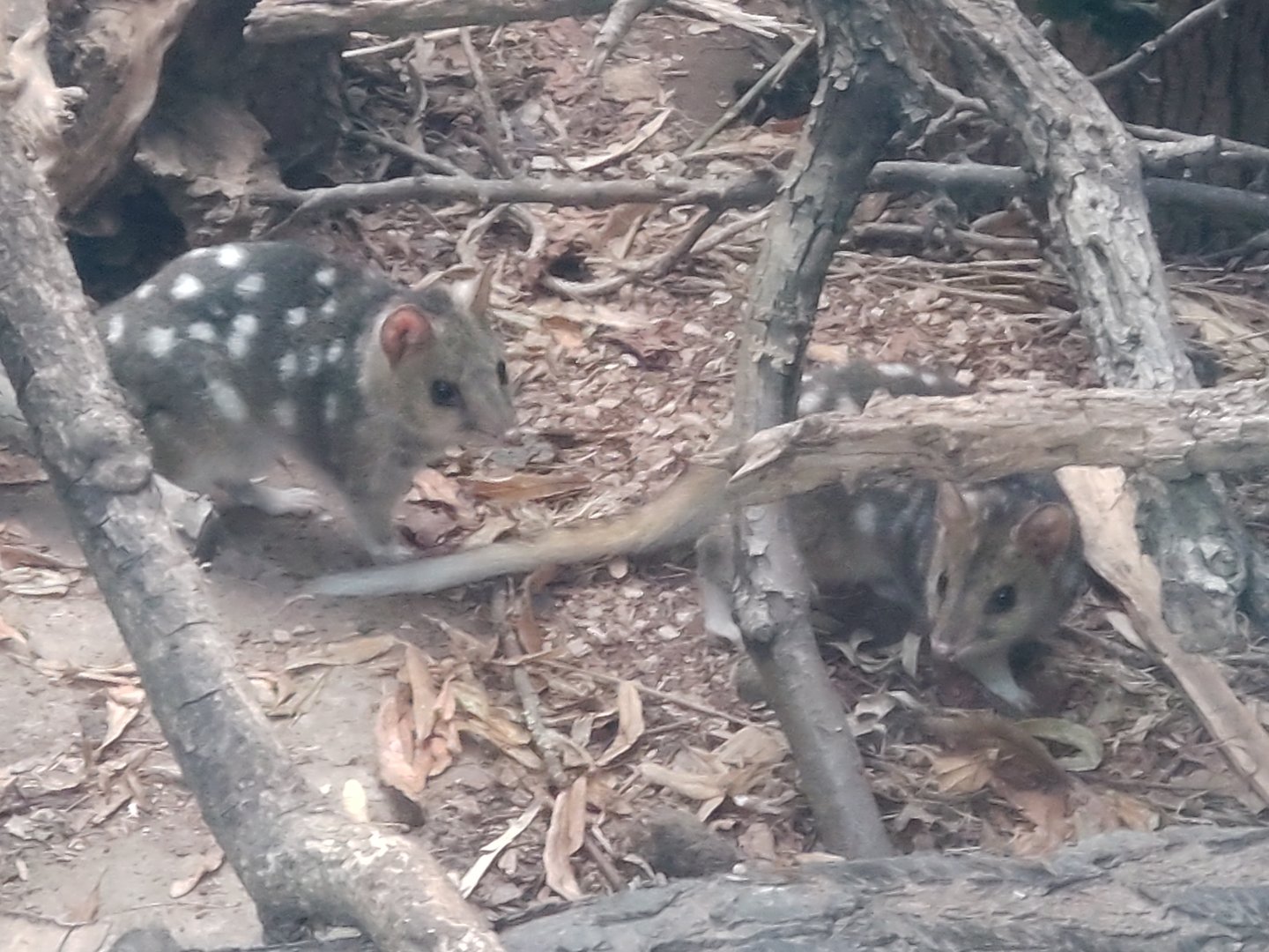Eastern Quoll mother & daughter
