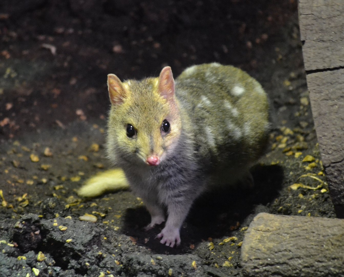 Eastern Quoll - September 2016
