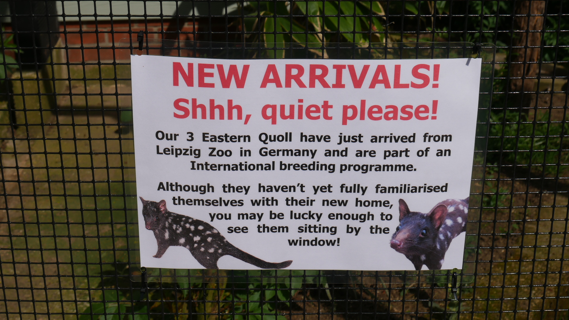 Eastern Quoll signage @ Linton Zoo
