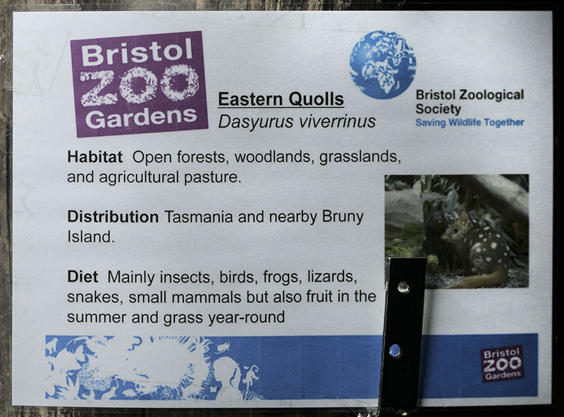 Eastern quoll temporary label