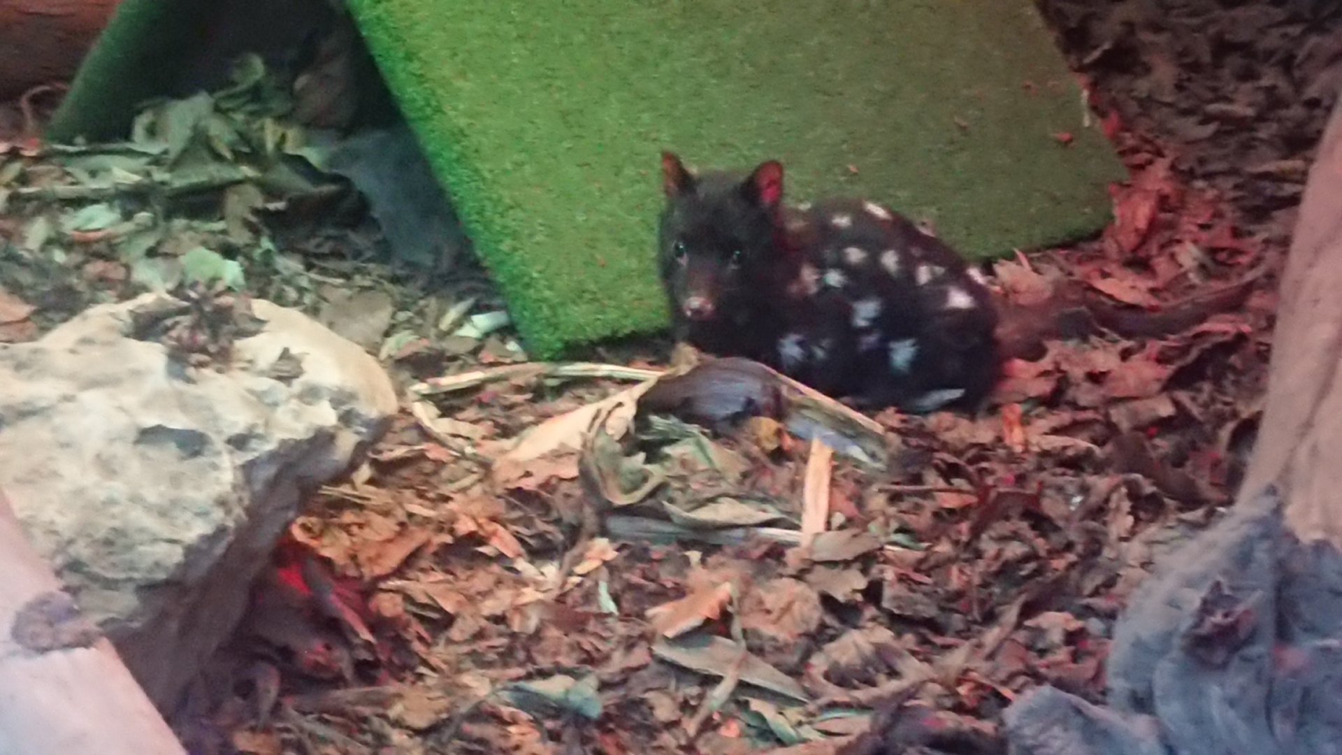 Eastern Quoll - Uranus 27/12/19