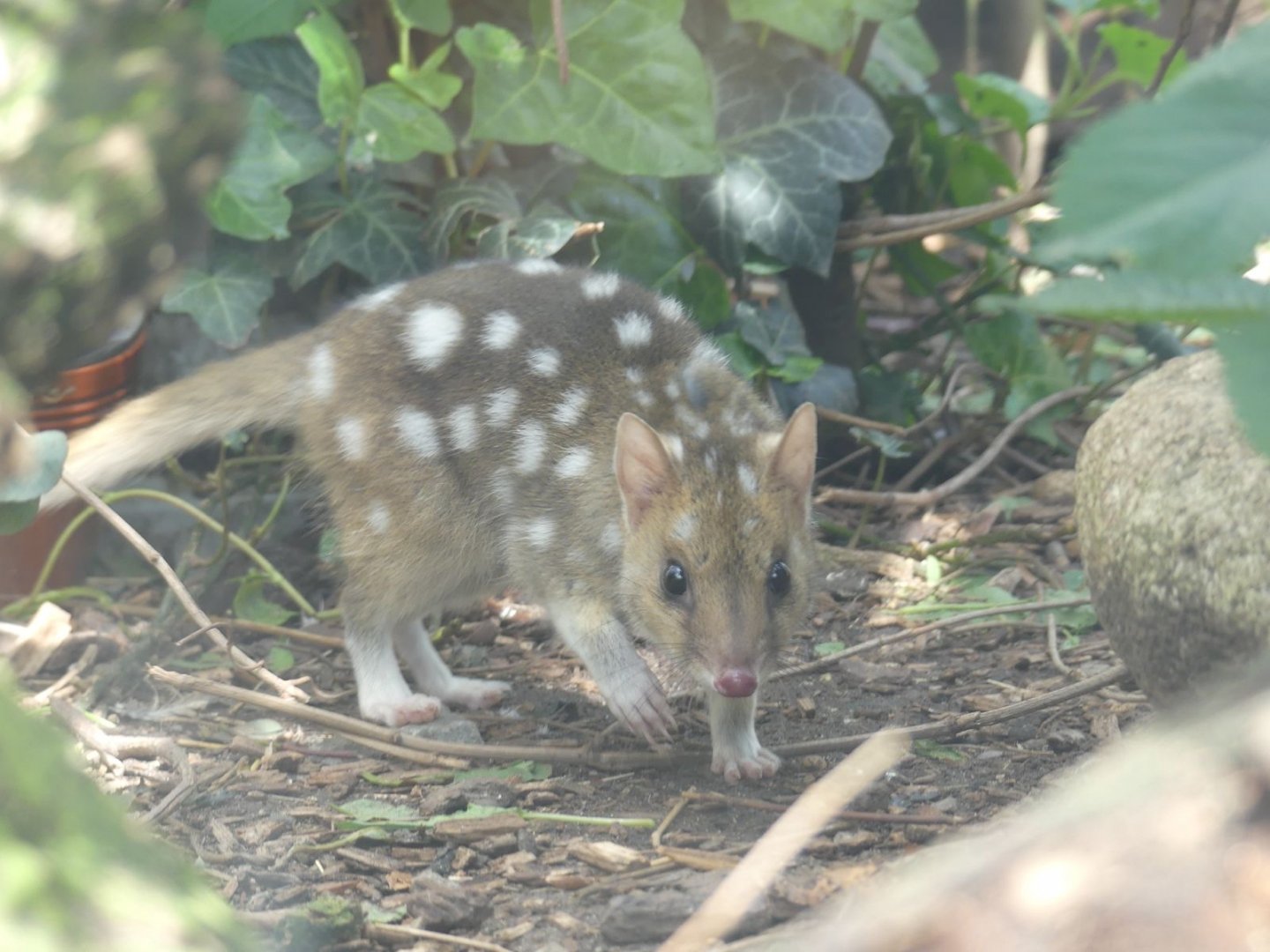 Eastern Quoll - Zoo København - 26.05.25