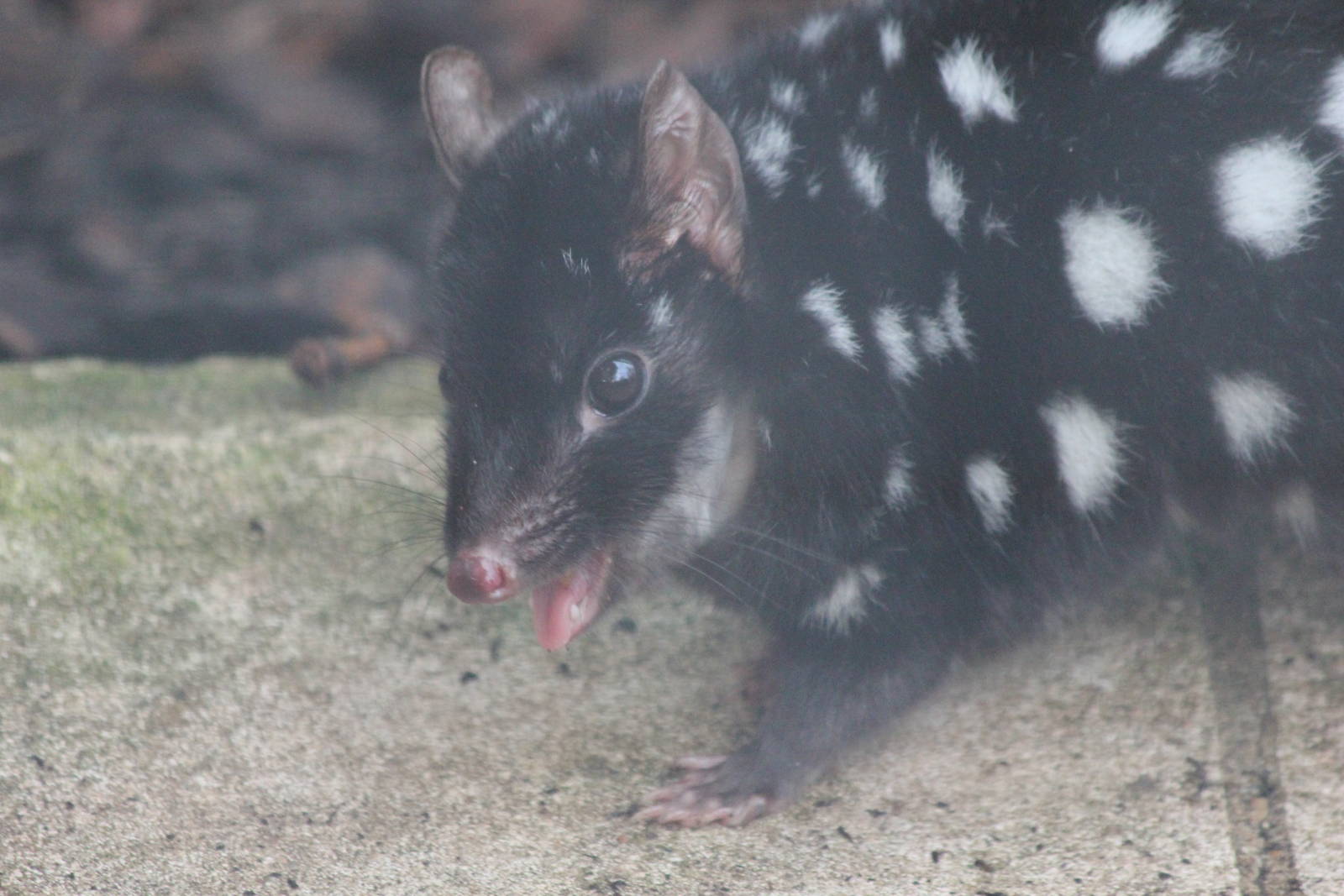 Eastern Quoll
