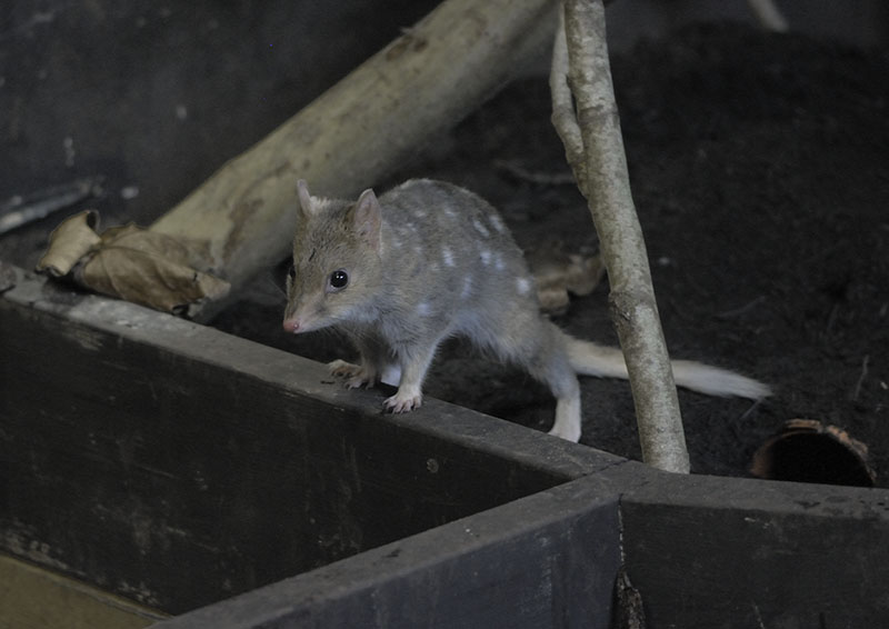 Eastern quoll