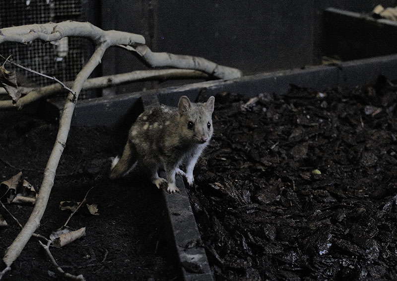 Eastern quoll
