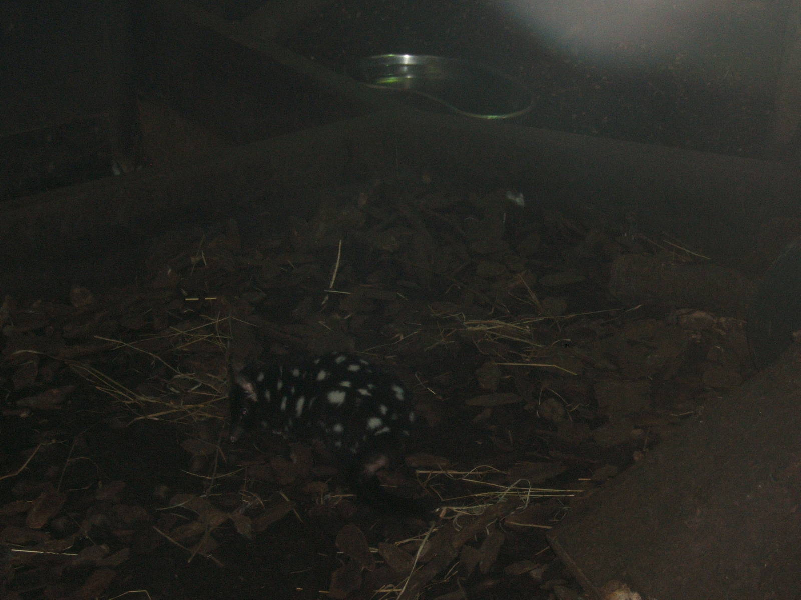 Eastern Quoll