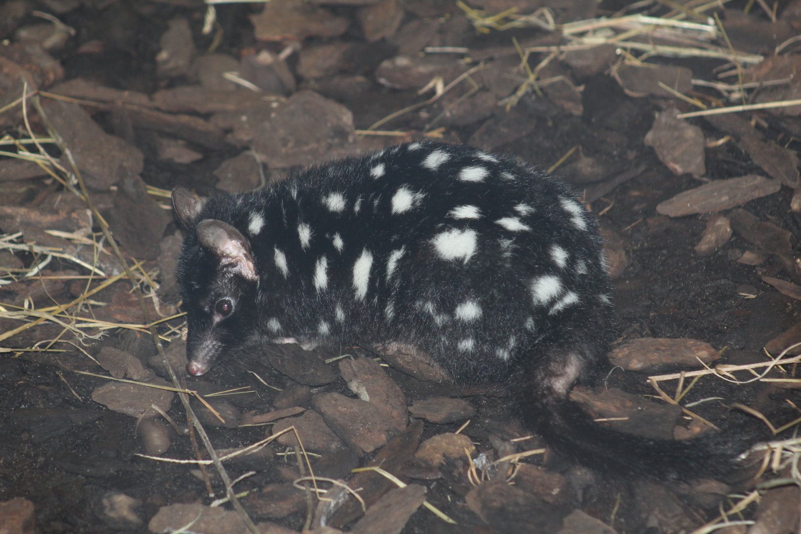 Eastern Quoll