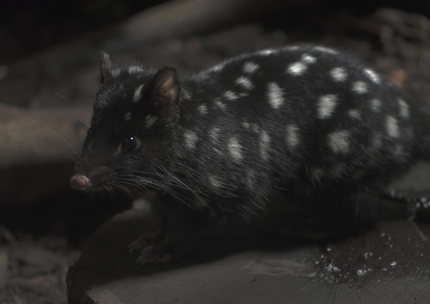 Eastern quoll