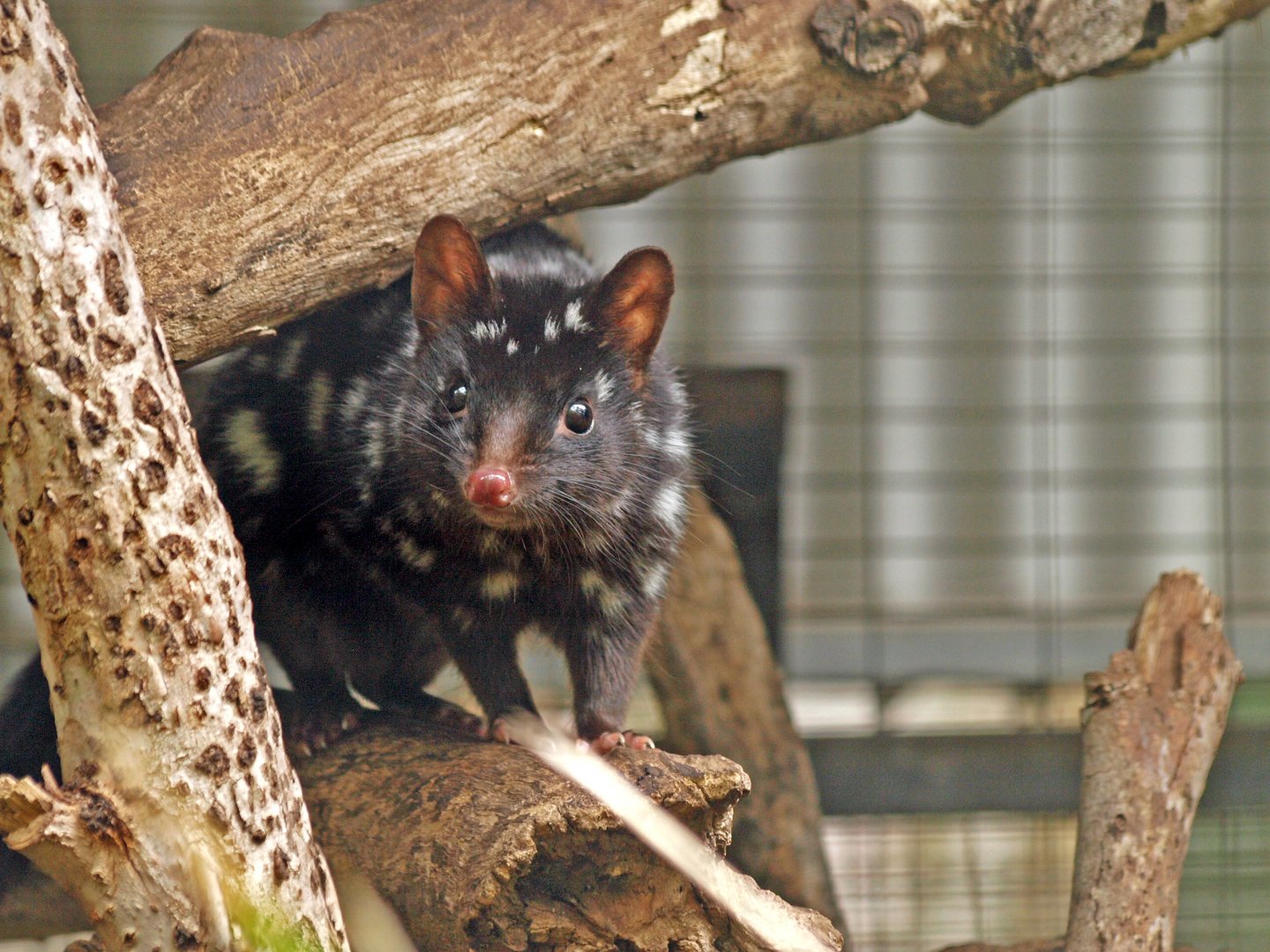 Eastern quoll