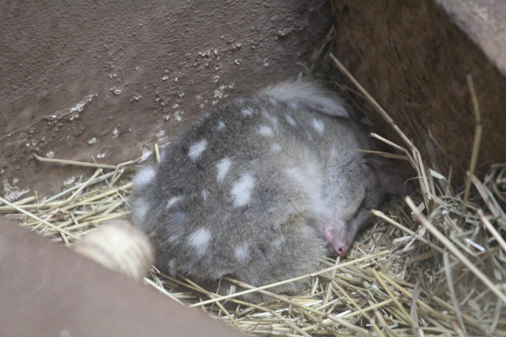 Eastern Quoll