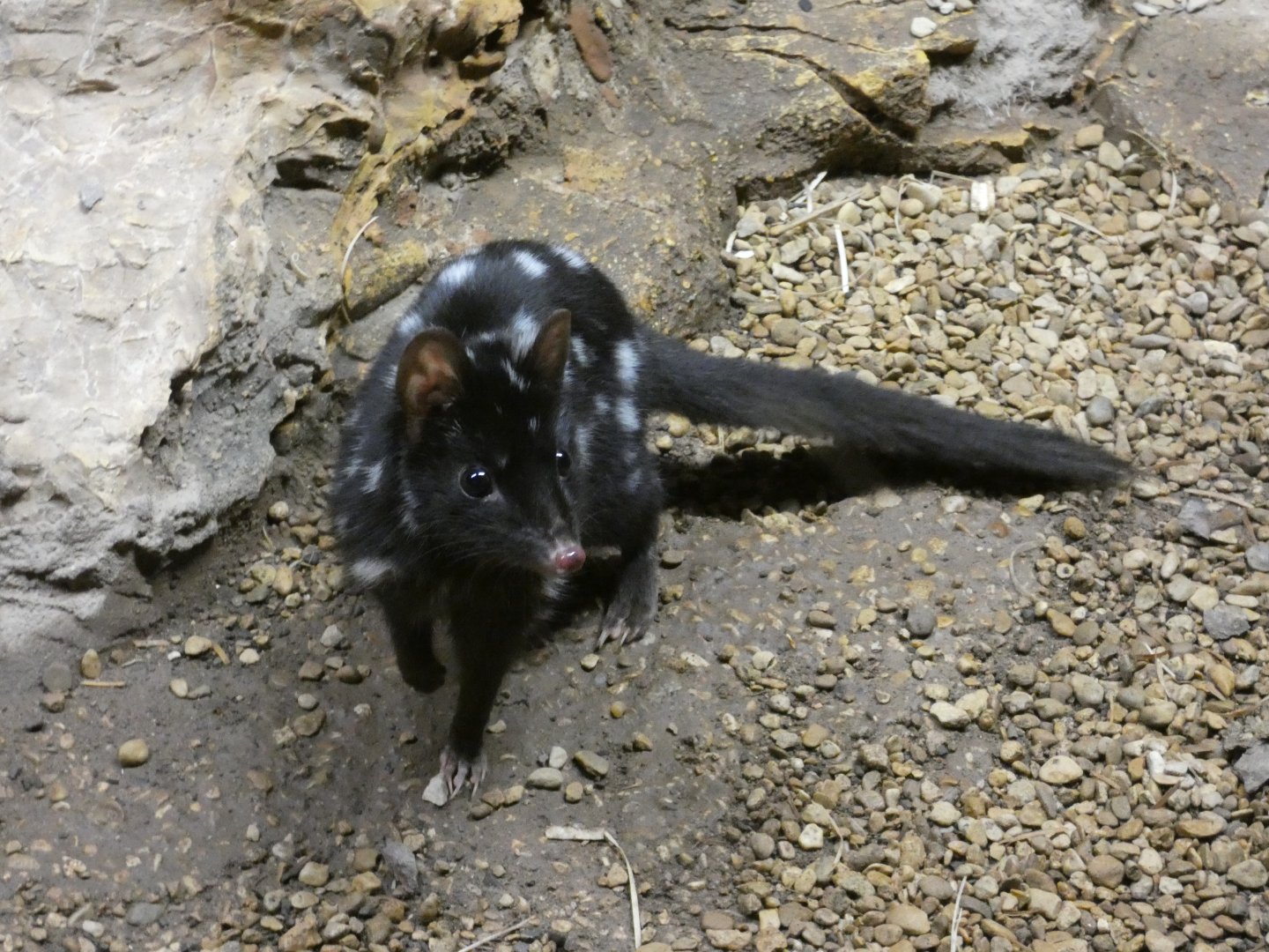 Eastern Quoll