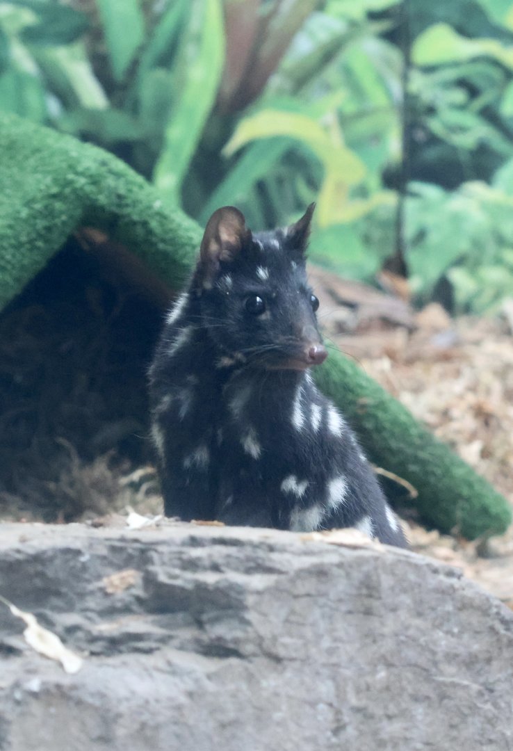 Eastern Quoll