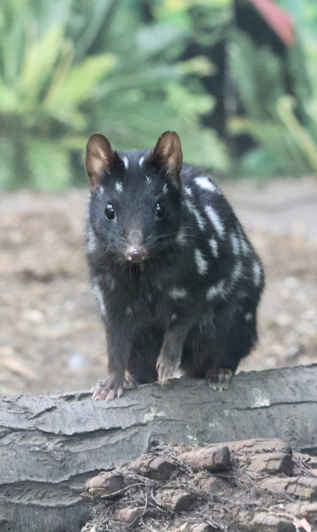 Eastern Quoll