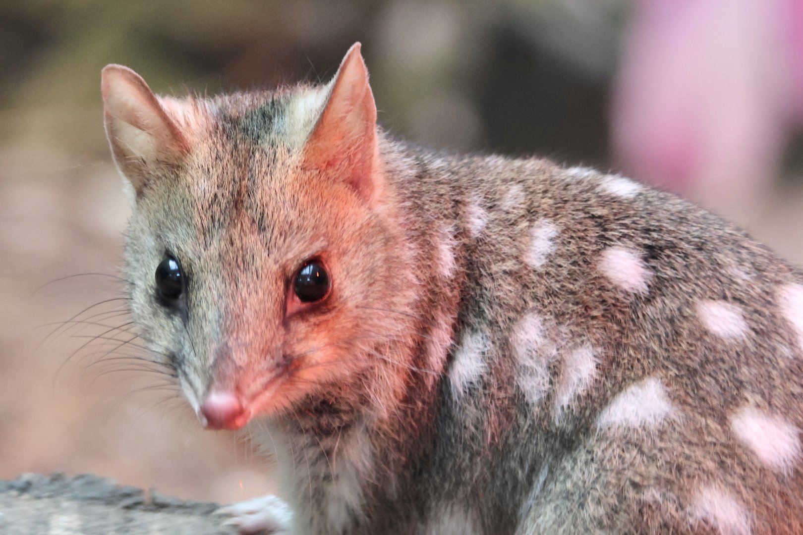 Eastern Quoll