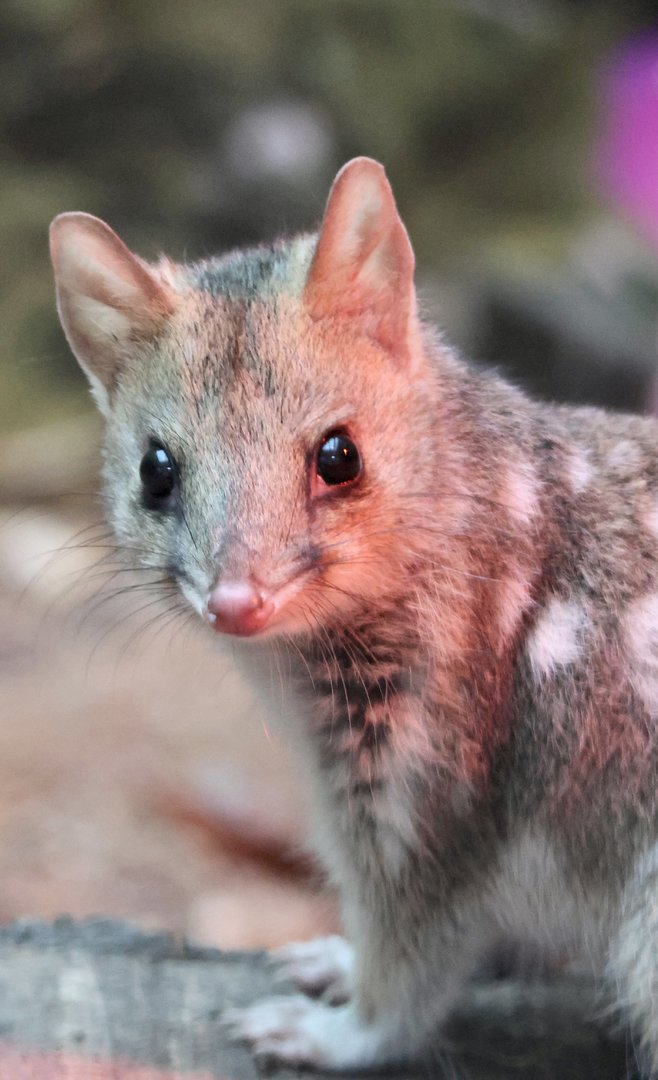 Eastern Quoll