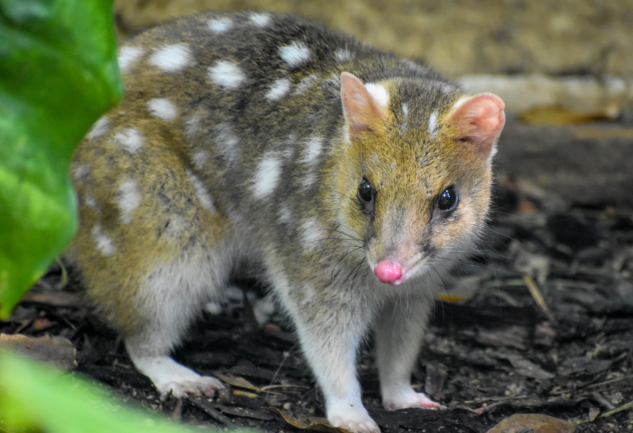 Eastern Quoll