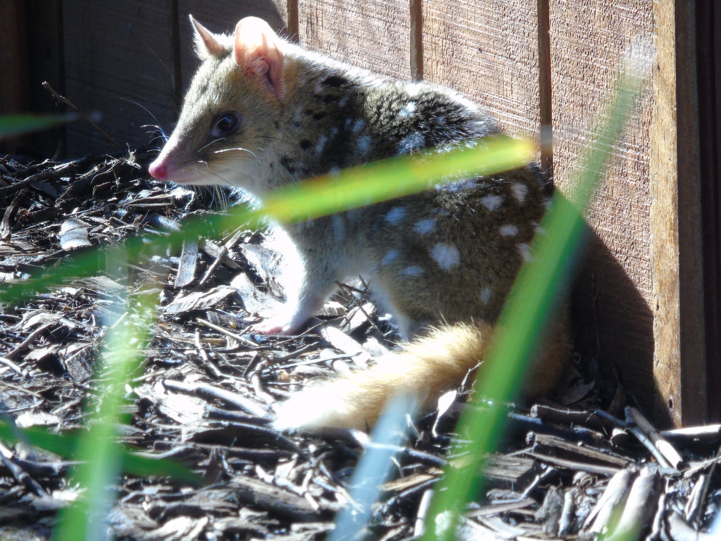 Eastern Quoll