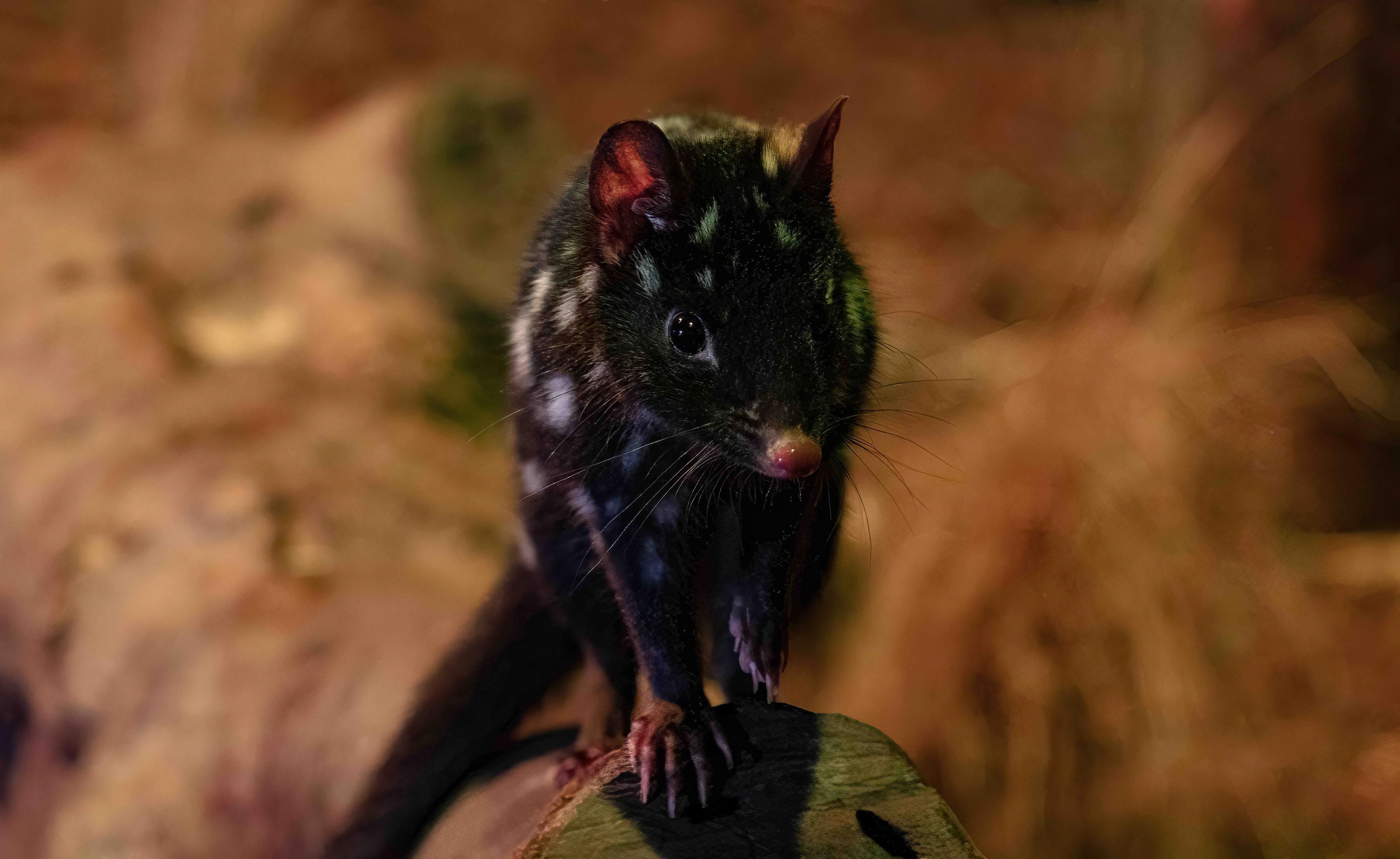 Eastern Quoll