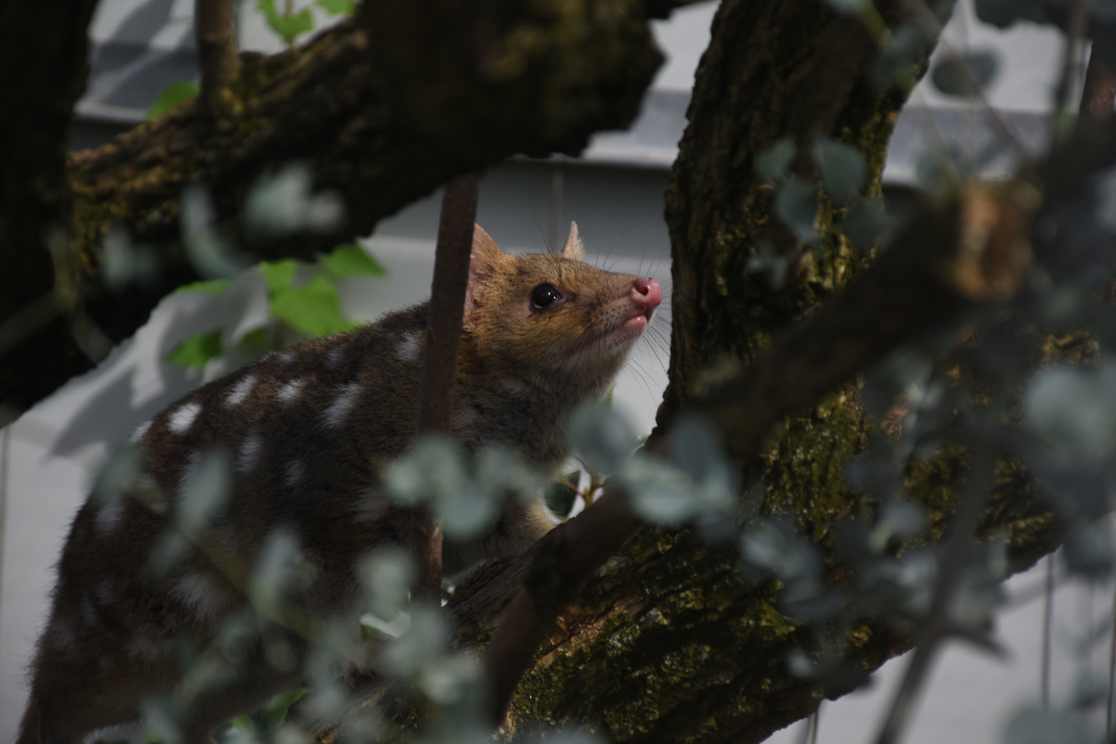 Eastern quoll