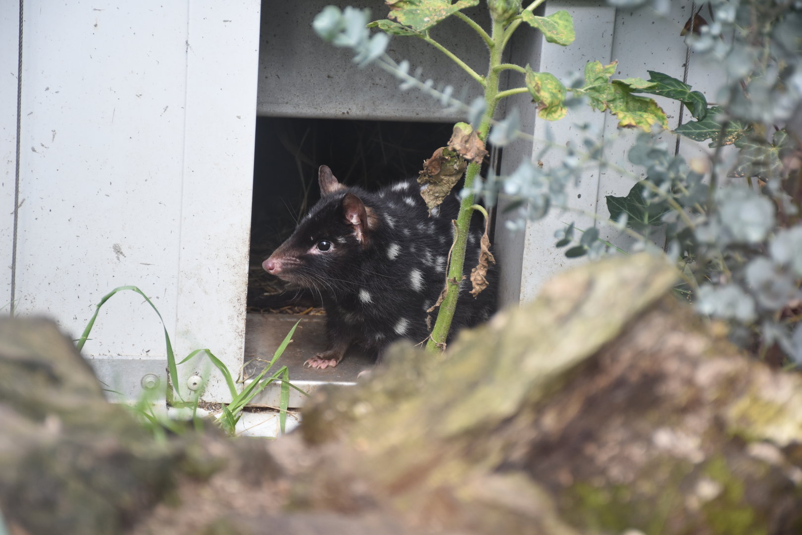 Eastern quoll