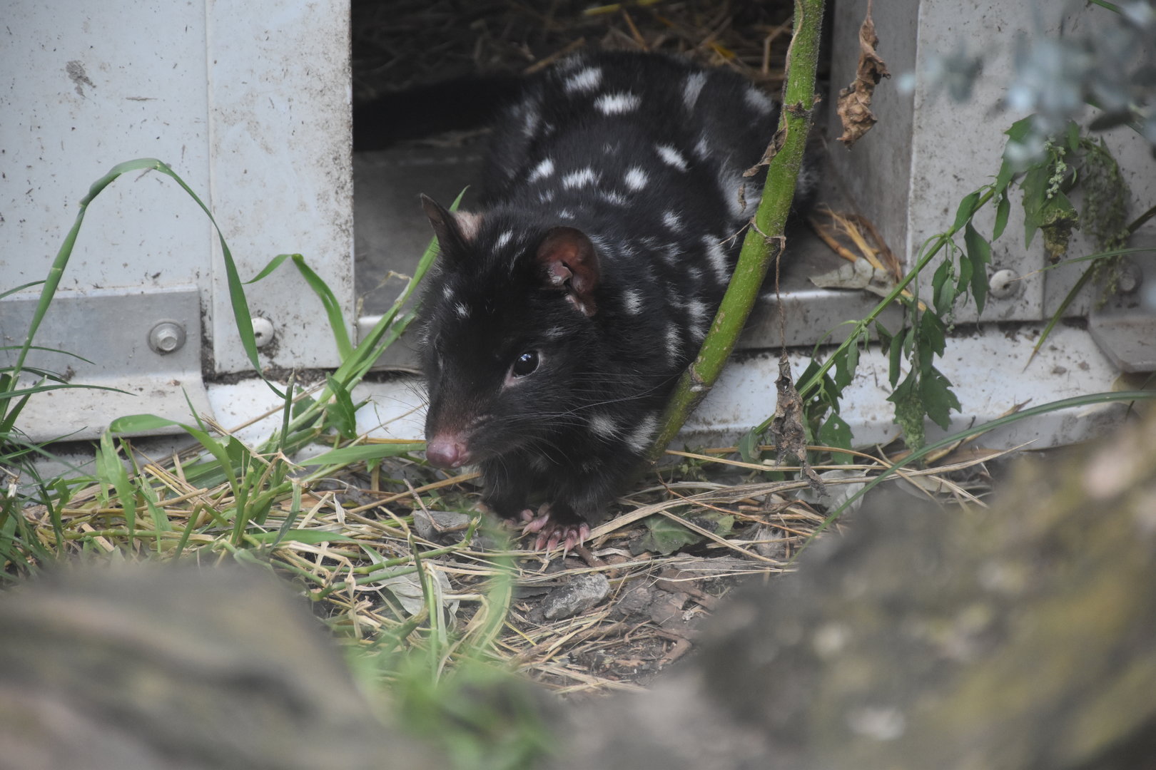 Eastern quoll