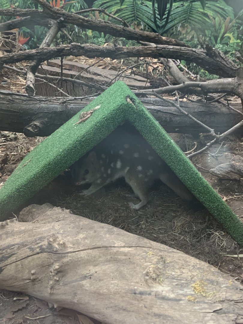 Eastern quoll