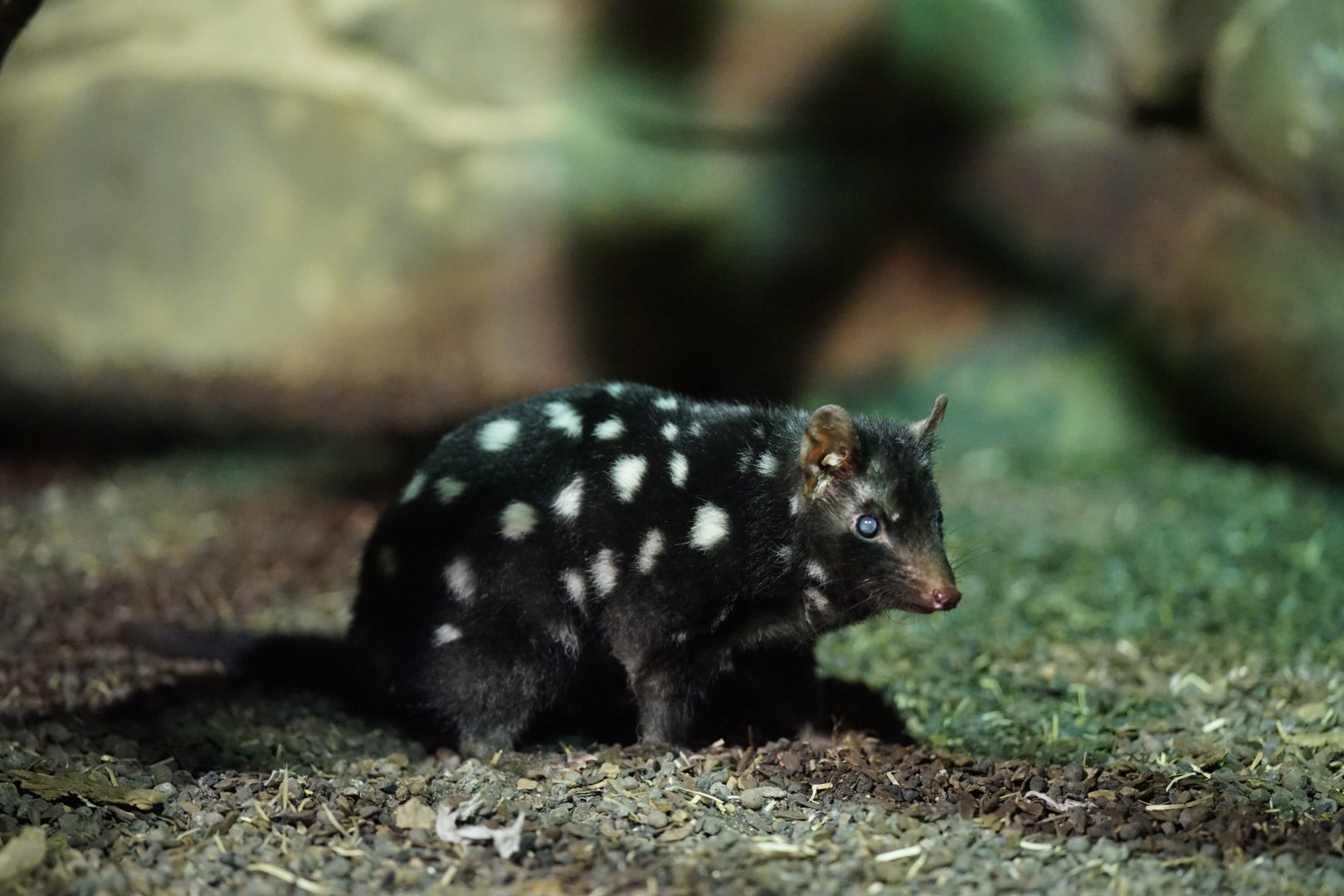 Eastern Quoll