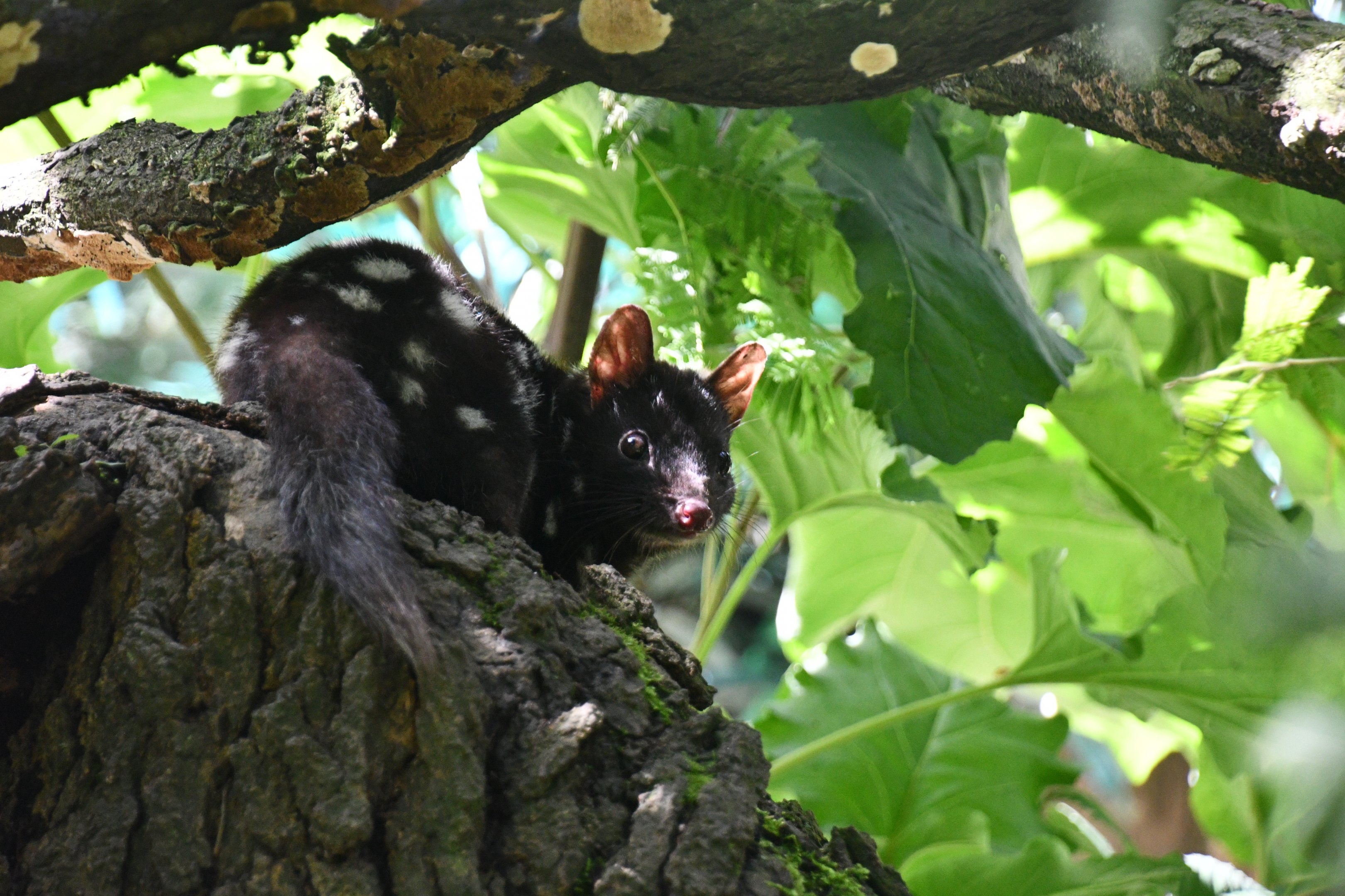 Eastern Quoll